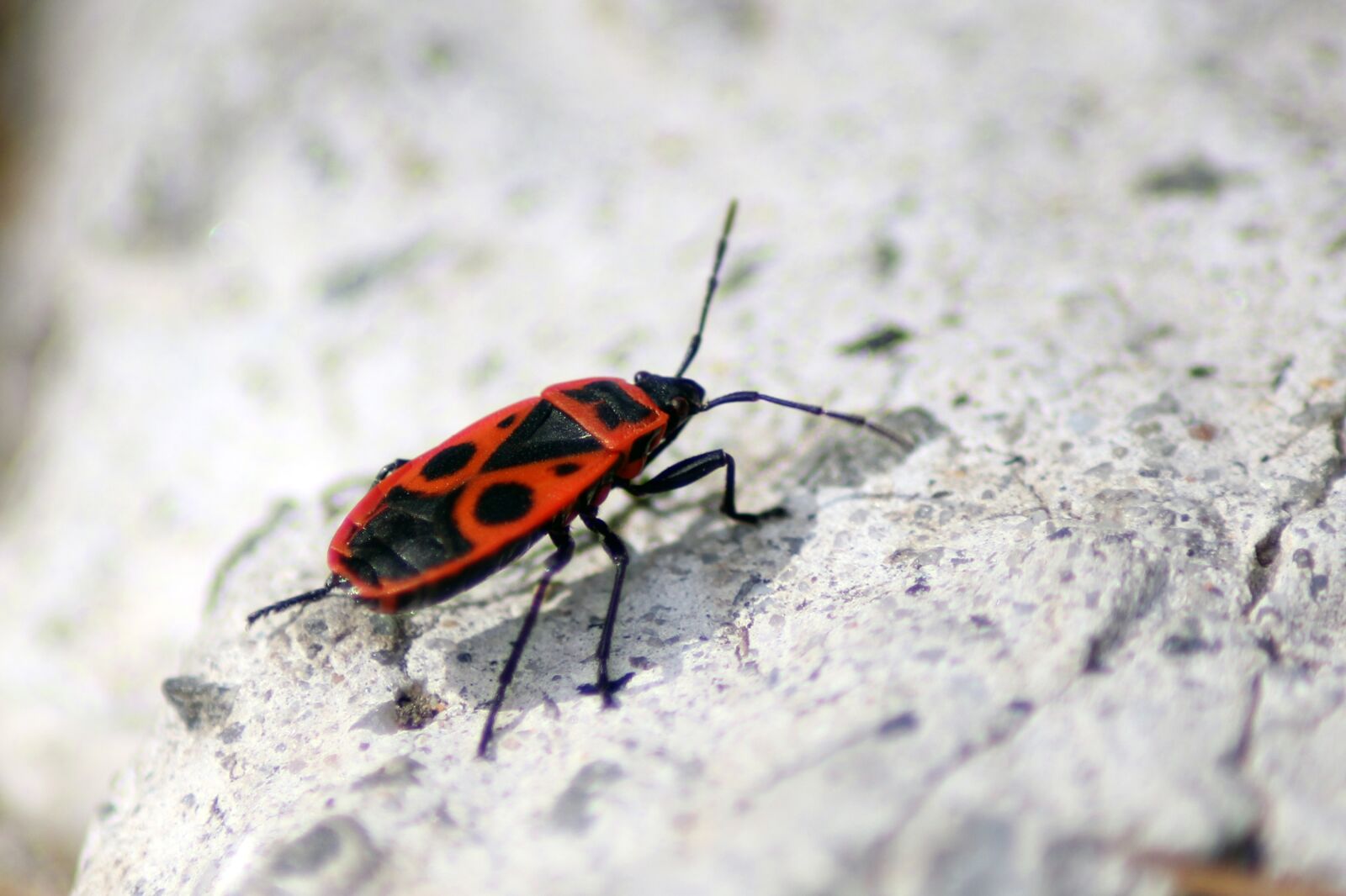 Canon EOS 600D (Rebel EOS T3i / EOS Kiss X5) sample photo. Bug, closeup, antenna photography