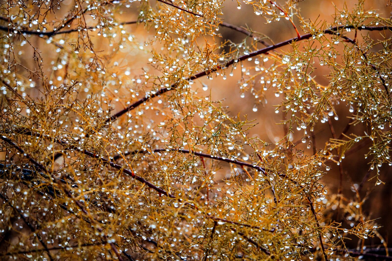 Canon EOS 100D (EOS Rebel SL1 / EOS Kiss X7) sample photo. Nature, fall, yellow photography