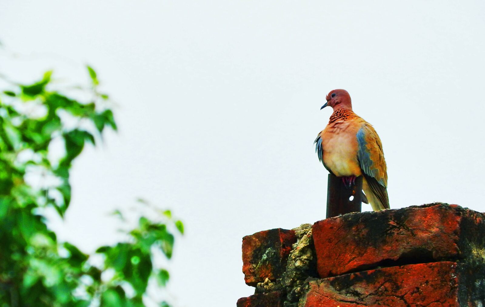 Nikon Coolpix P610 sample photo. Dove, bird, wing photography