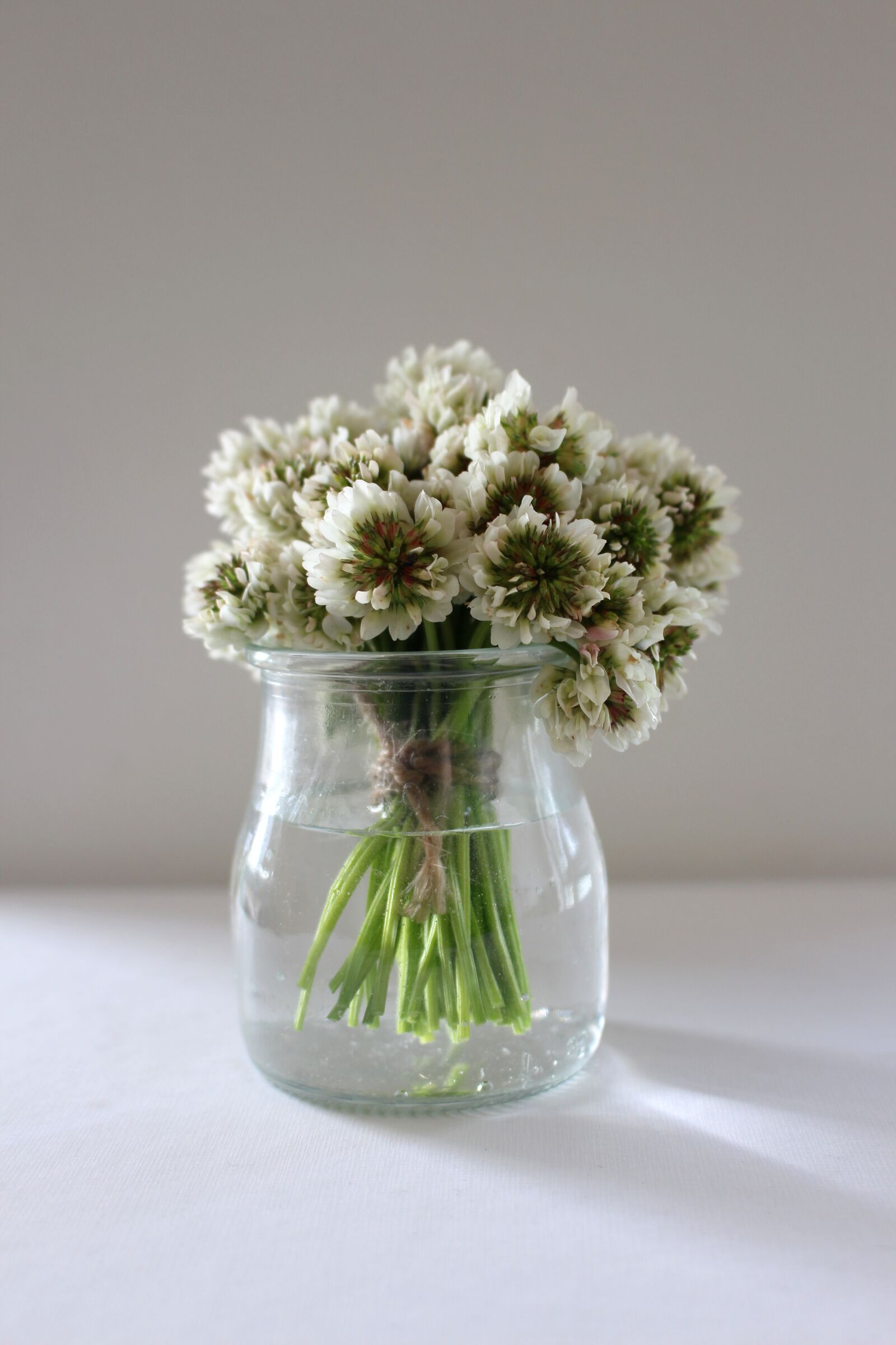 Canon EOS 700D (EOS Rebel T5i / EOS Kiss X7i) sample photo. Klee, clover flower, flowers photography