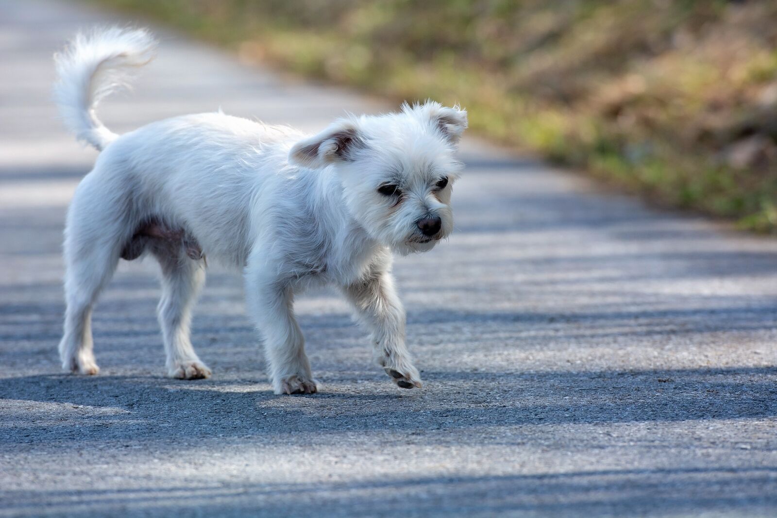 Nikon D7100 sample photo. Dog, white, out photography