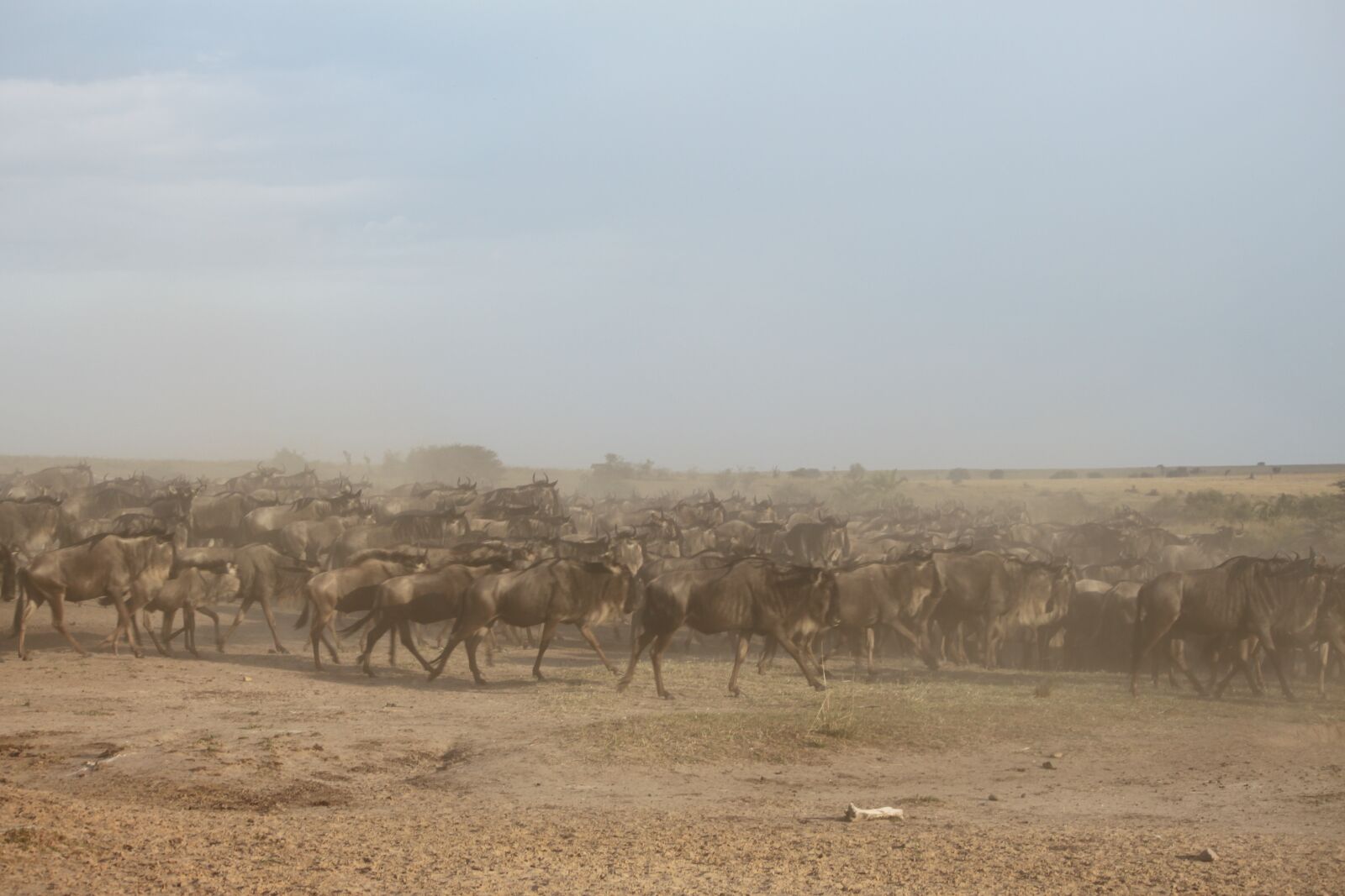 Canon EOS 500D (EOS Rebel T1i / EOS Kiss X3) sample photo. Wildebeest migration, great migration photography