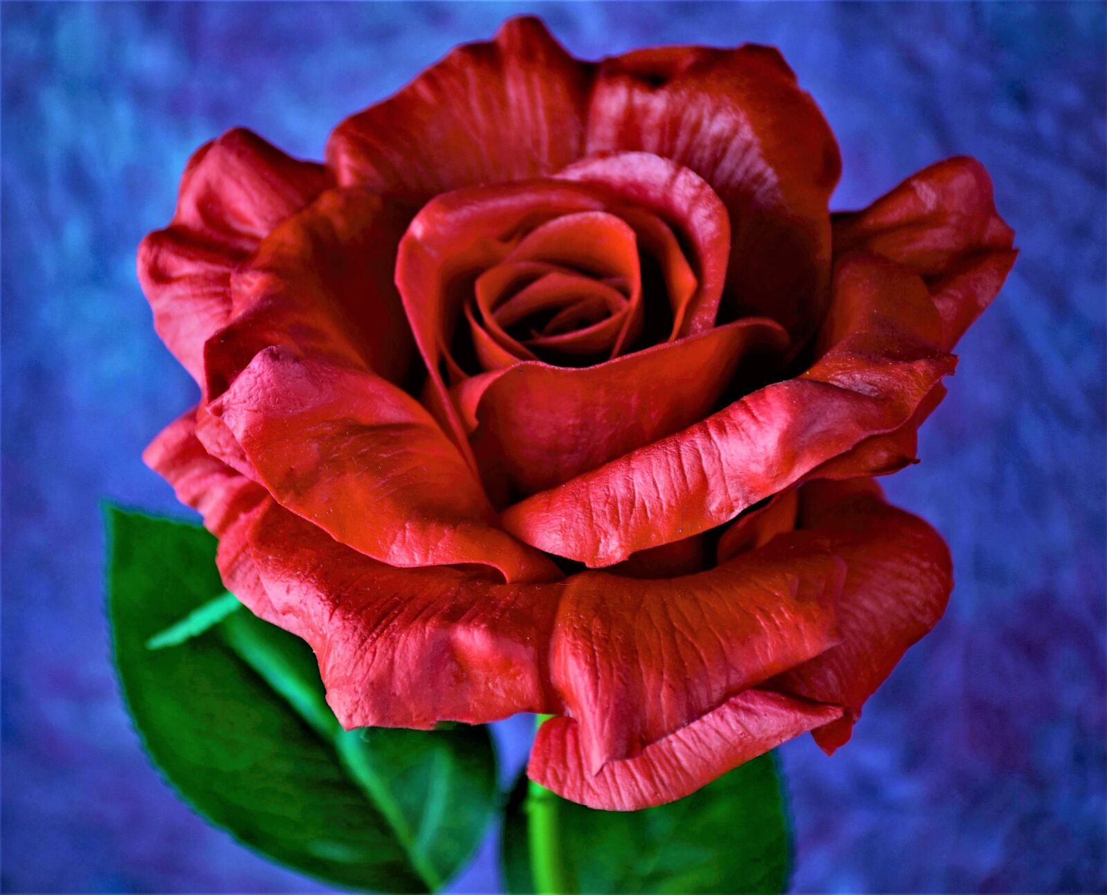 Nikon D5500 sample photo. Rose, romance, love photography