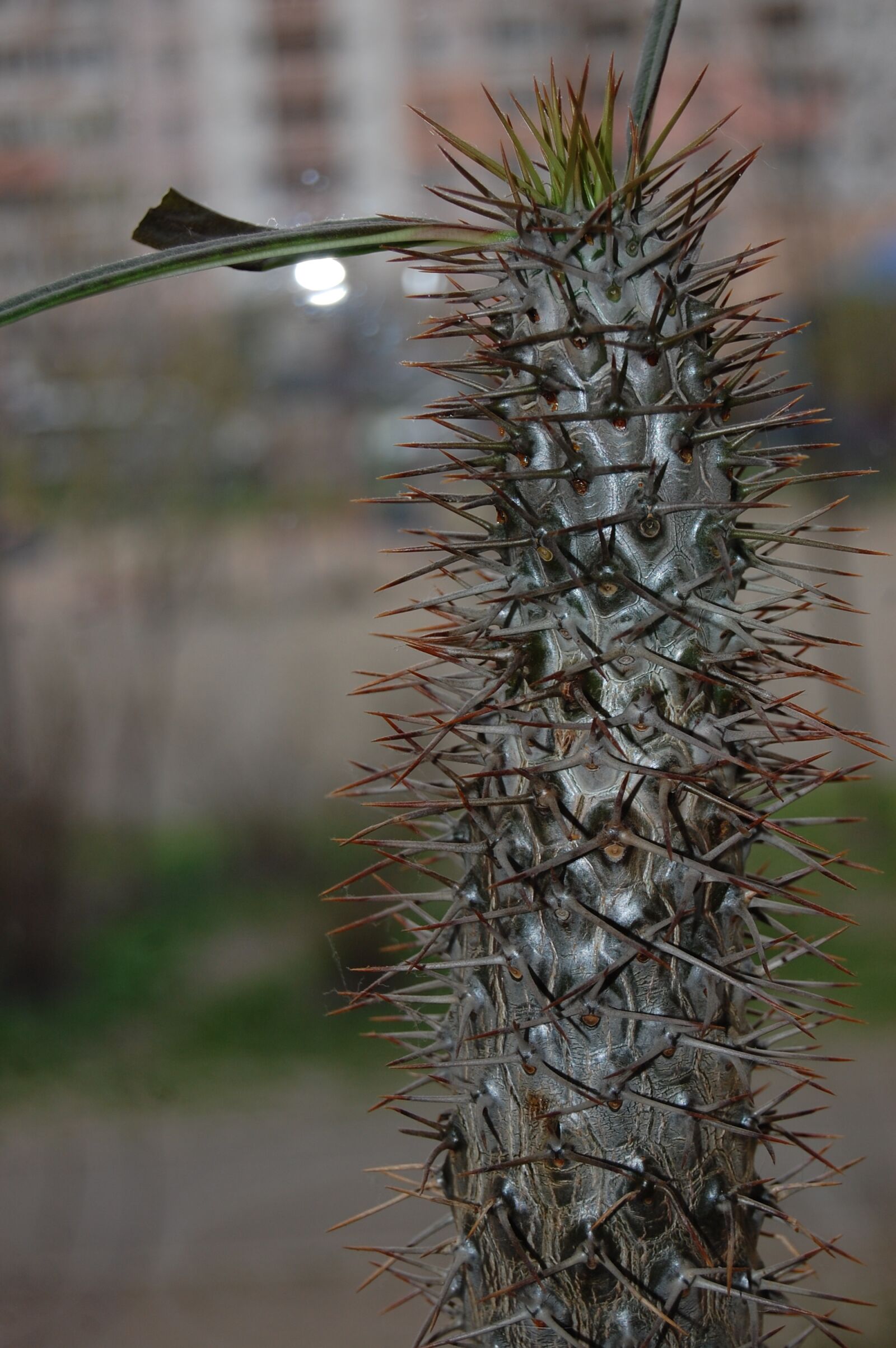 Nikon D40 sample photo. Cactus, pot flowers, flowers photography