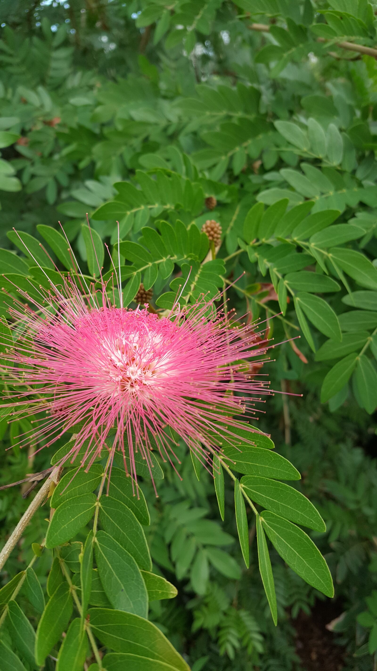 Samsung Galaxy Note5 sample photo. Nature, leaf, flora photography