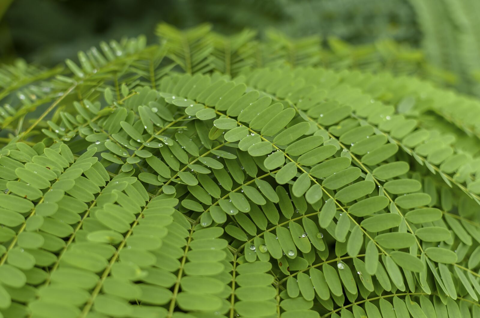 Nikon D7000 sample photo. Leaves, green leaves, monsoon photography