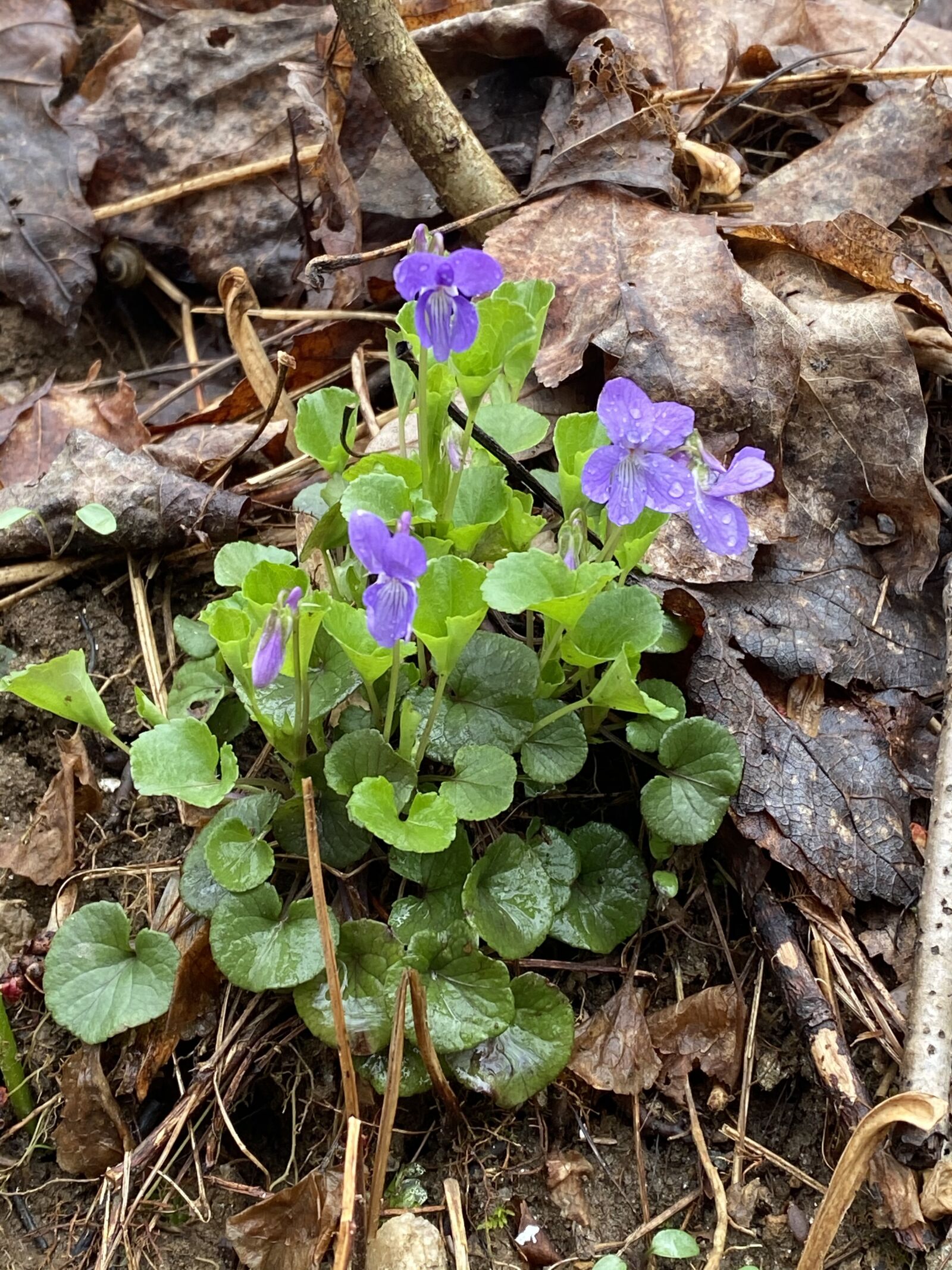 iPhone 11 Pro Max back triple camera 4.25mm f/1.8 sample photo. Violets, nature, purple photography