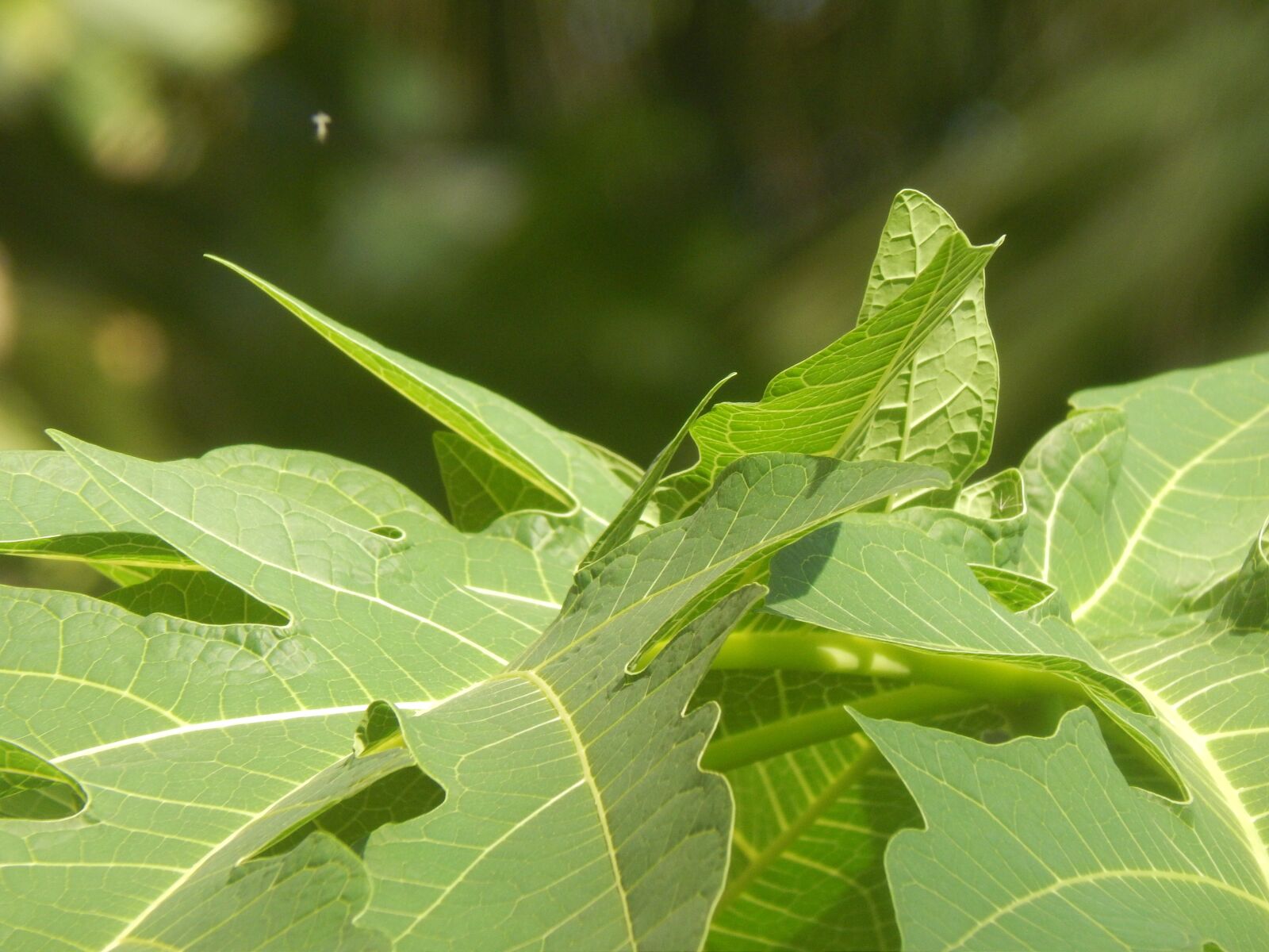 Nikon Coolpix L820 sample photo. Leaves, green, large photography