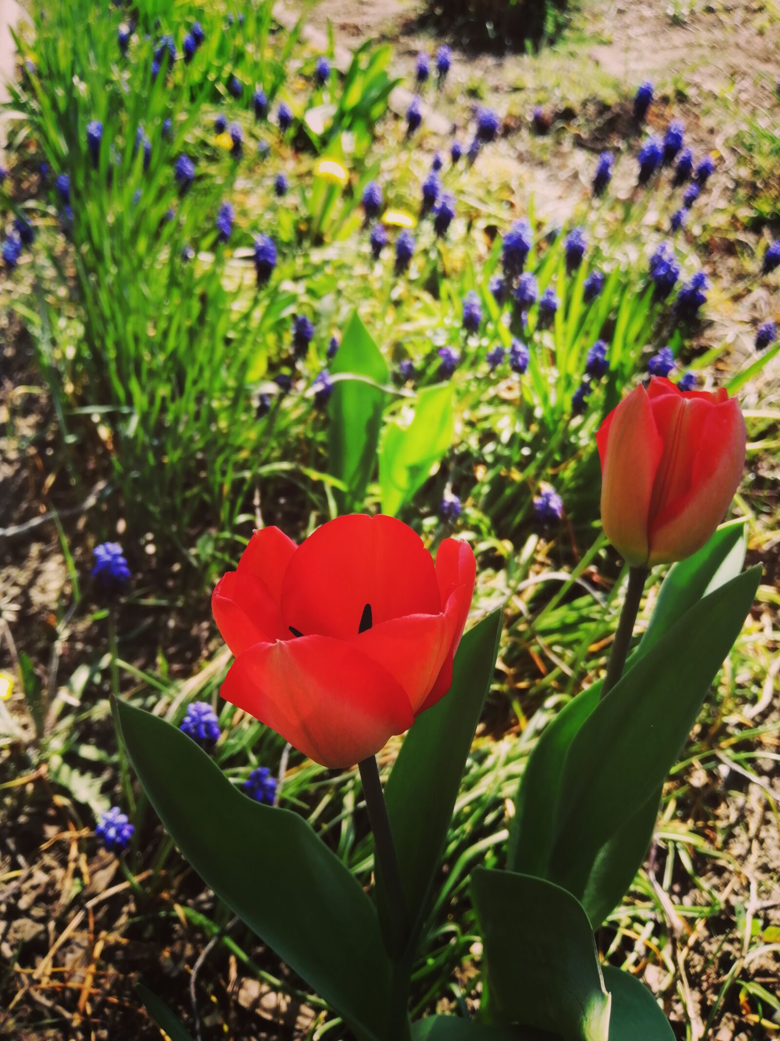 HUAWEI P SMART 2019 sample photo. Easter, holiday, spring photography