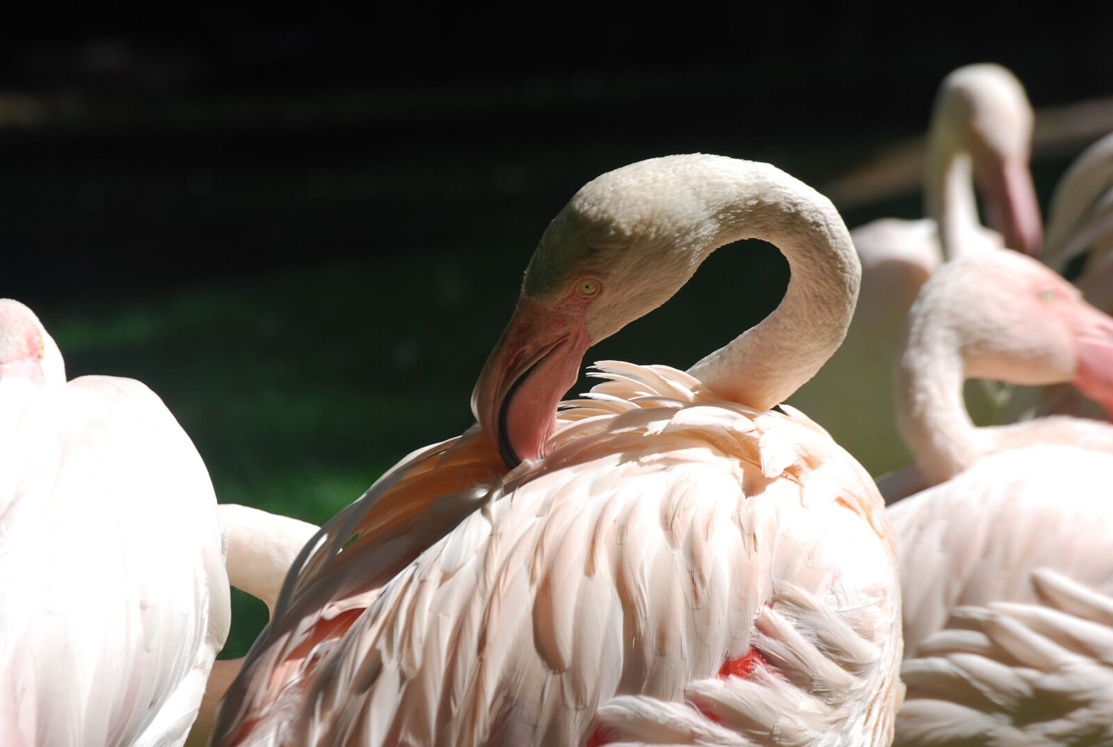 Nikon D40X sample photo. Birds, flamingos, nature photography