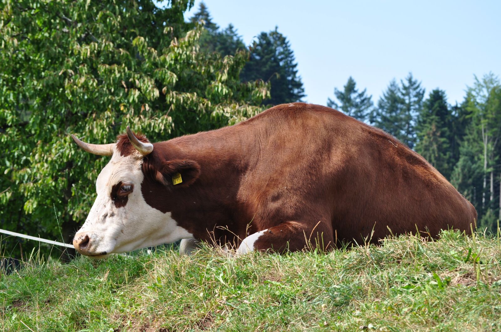 Nikon D5000 sample photo. Cow, brown, black forest photography