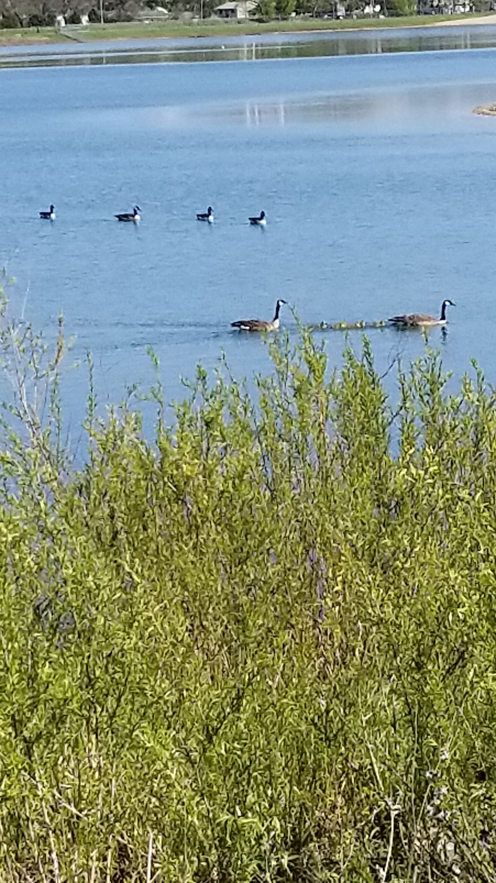 Samsung Galaxy S8 sample photo. Dock, pond, lake photography