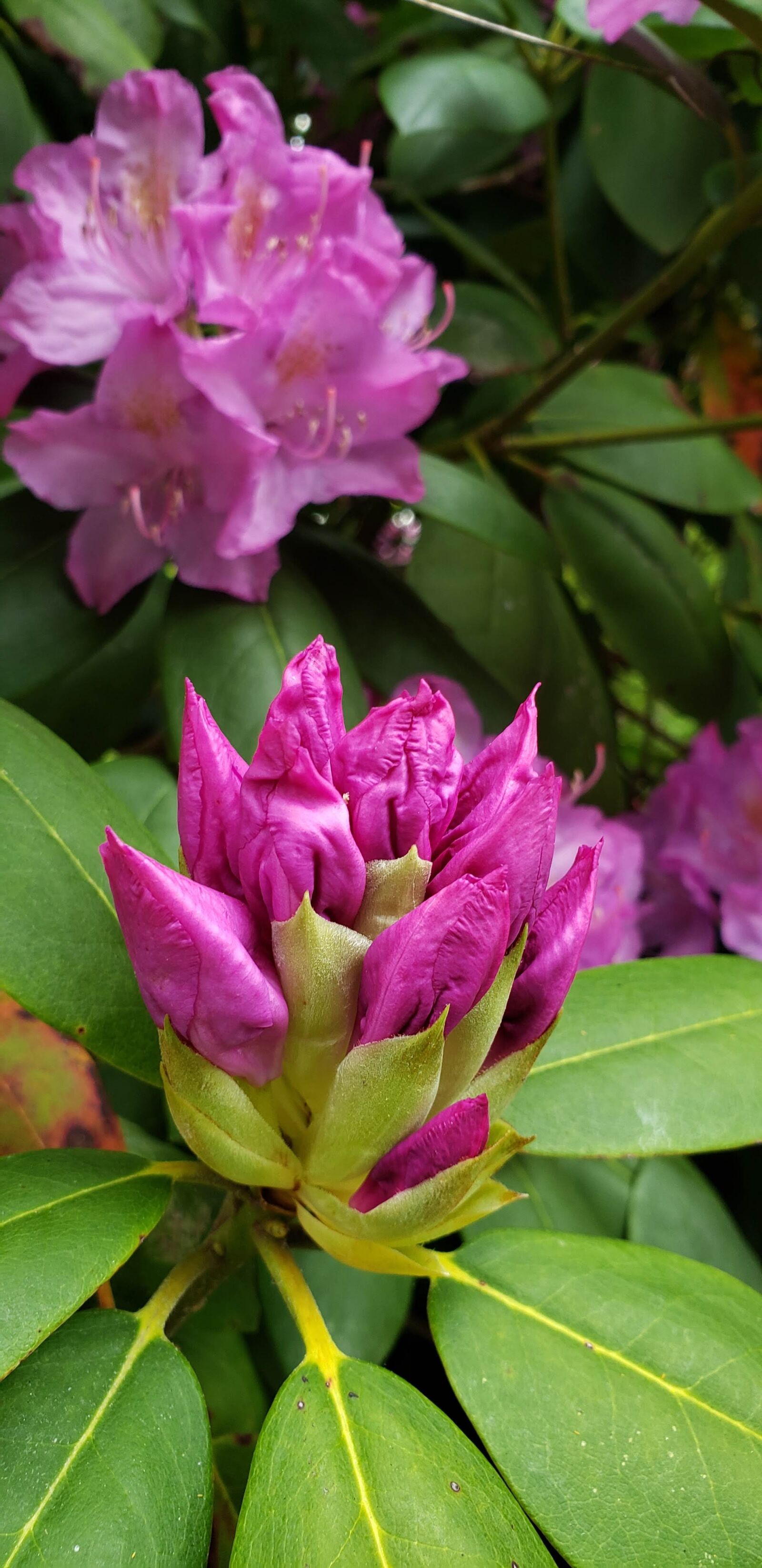 Samsung Galaxy S9 sample photo. Rhododendron buds and flowers photography