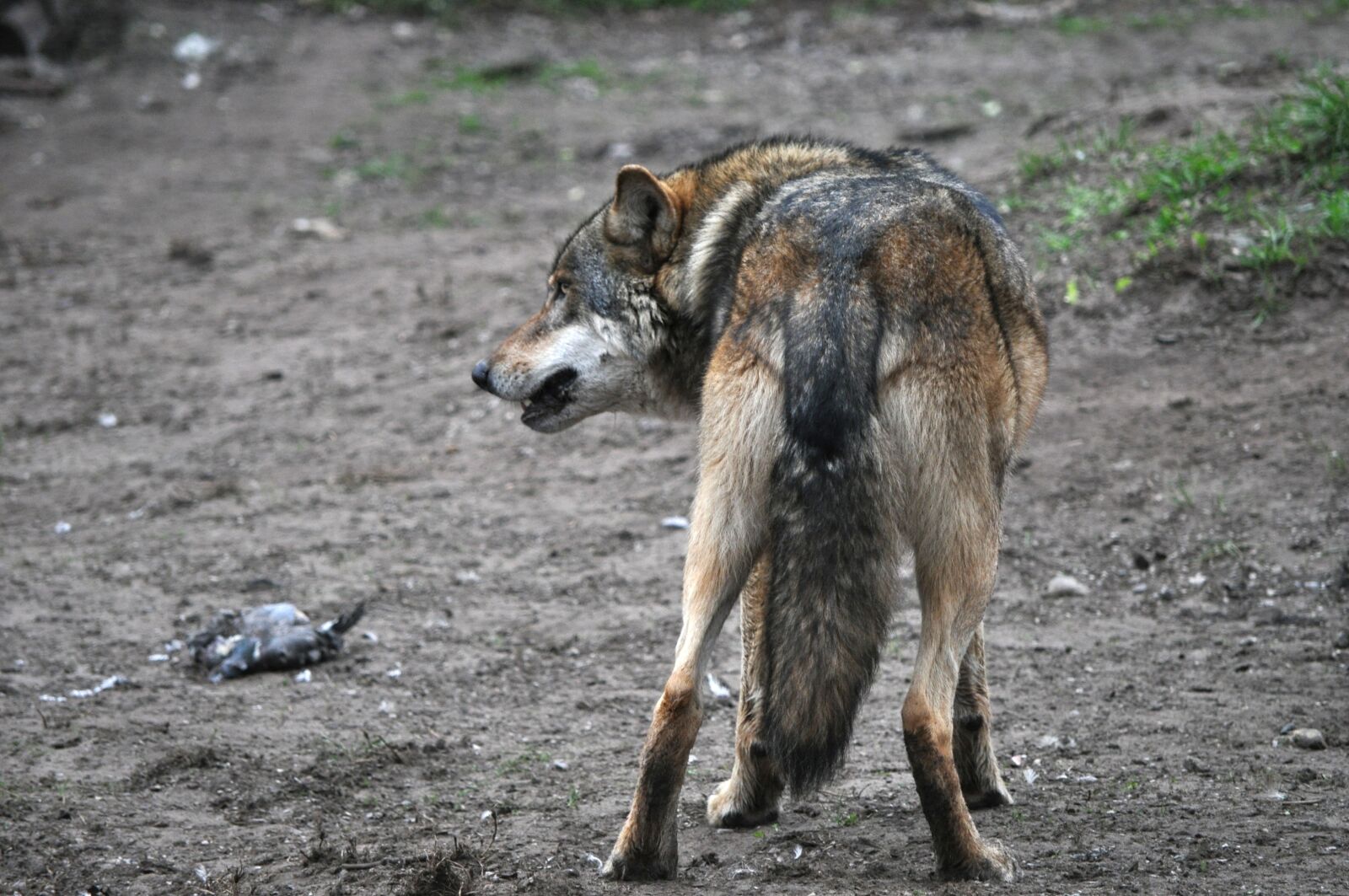 Nikon D5000 sample photo. Wolf, eurasian wolf, animal photography