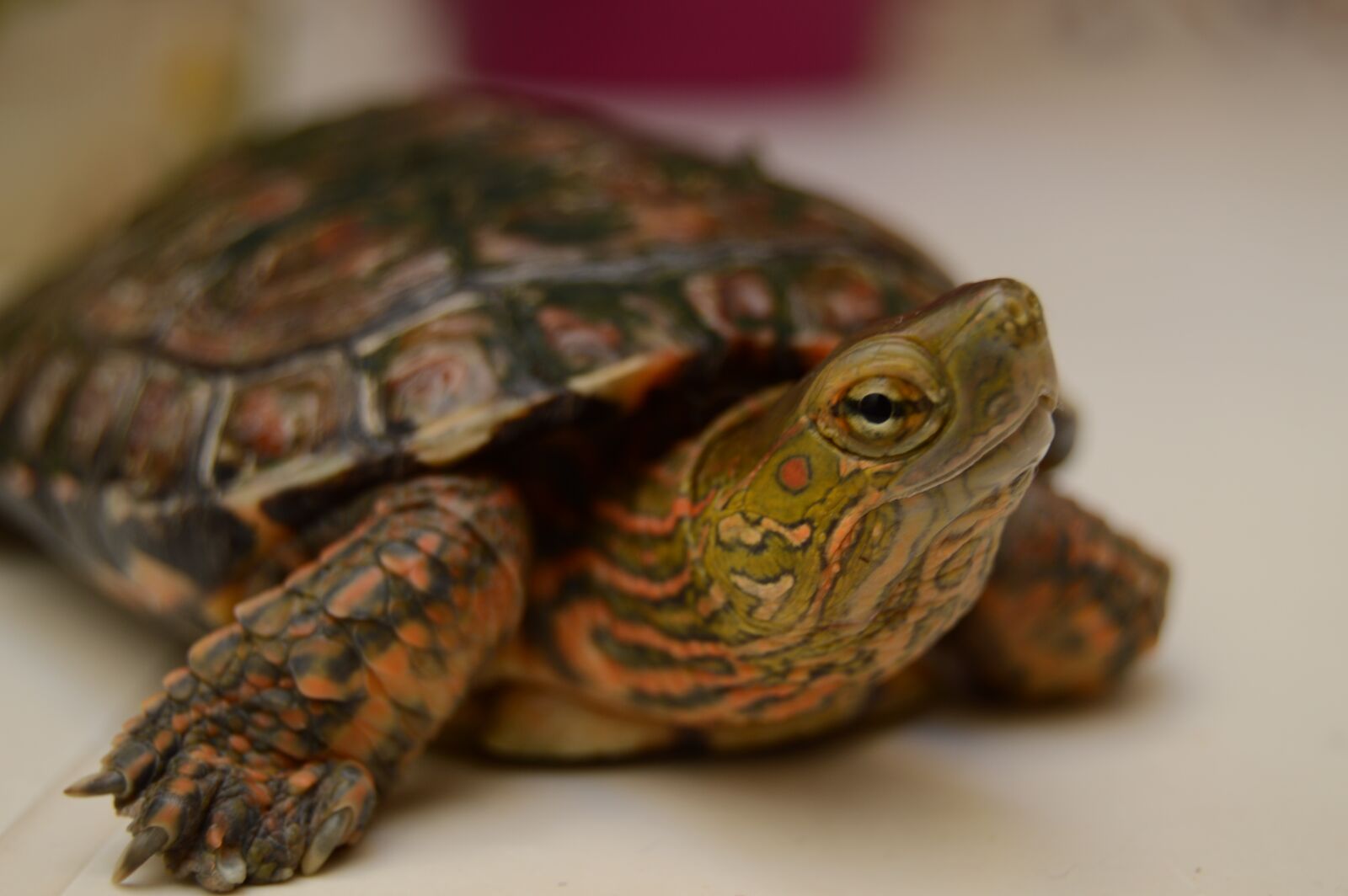 Nikon D3200 sample photo. Tortuga, animal, mascota photography