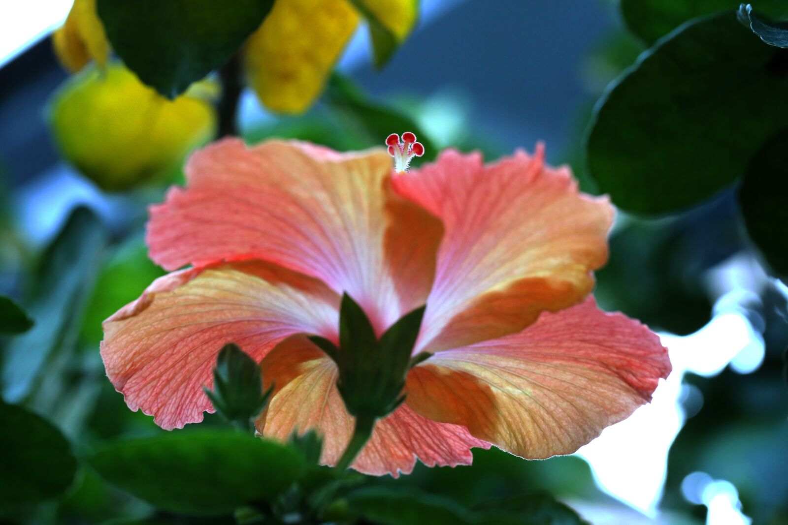 Canon EF 100mm F2.8L Macro IS USM sample photo. Flowers, plants, nature photography