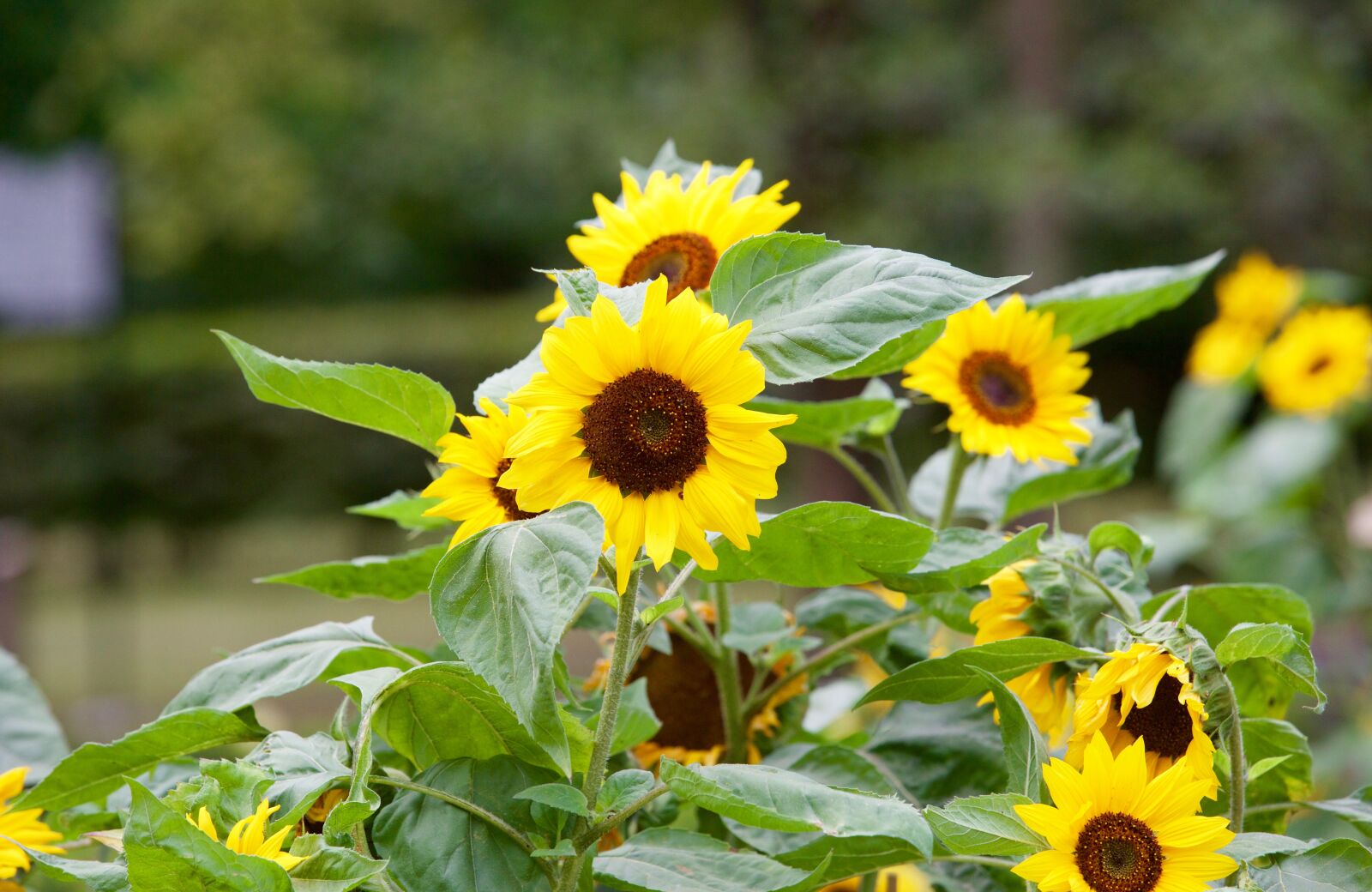 Canon EOS 5D Mark III sample photo. Sunflower, flower, garden photography