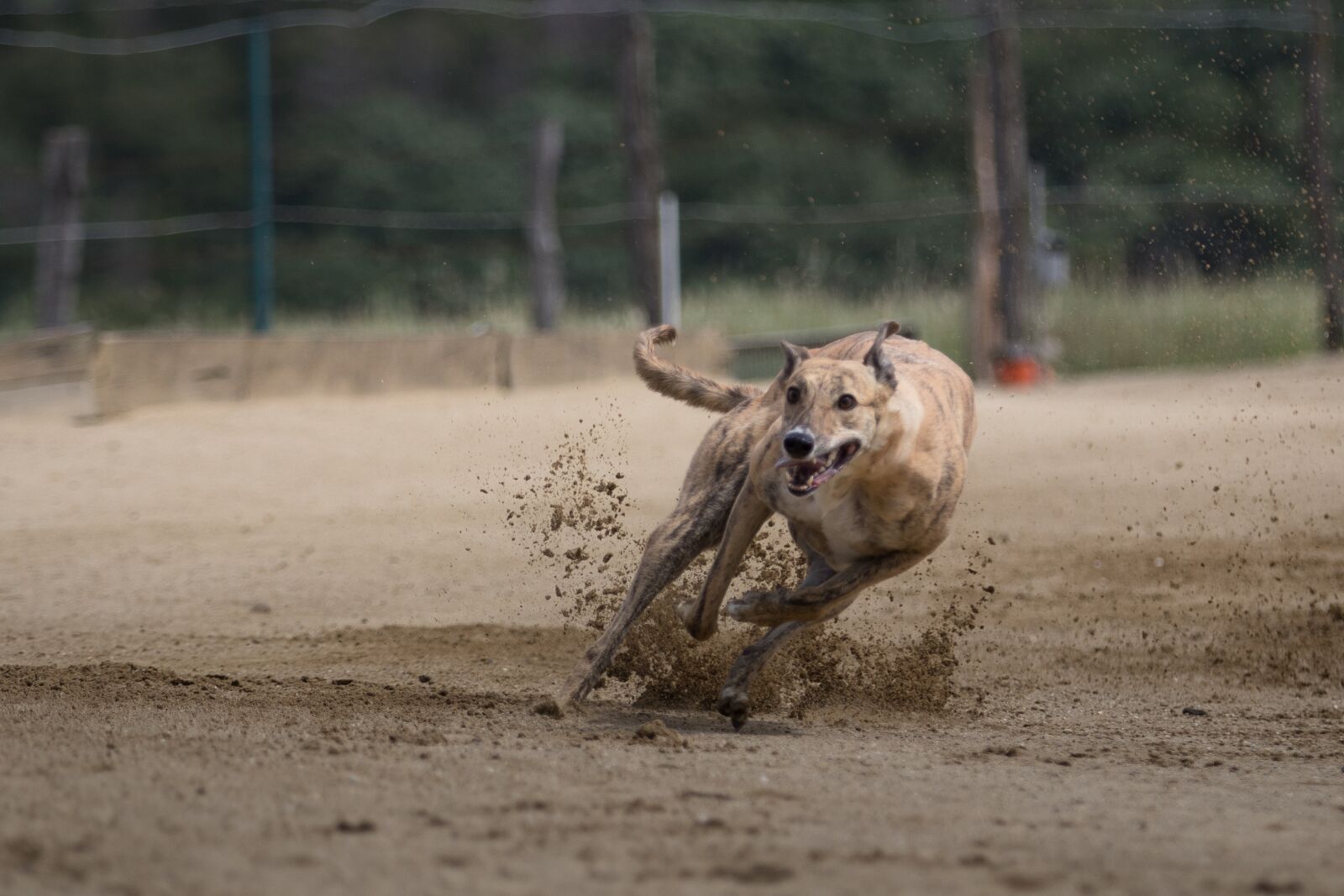 Canon EOS 80D + Canon EF 70-200mm F2.8L IS II USM sample photo. Greyhounds, greyhound racing, dog photography