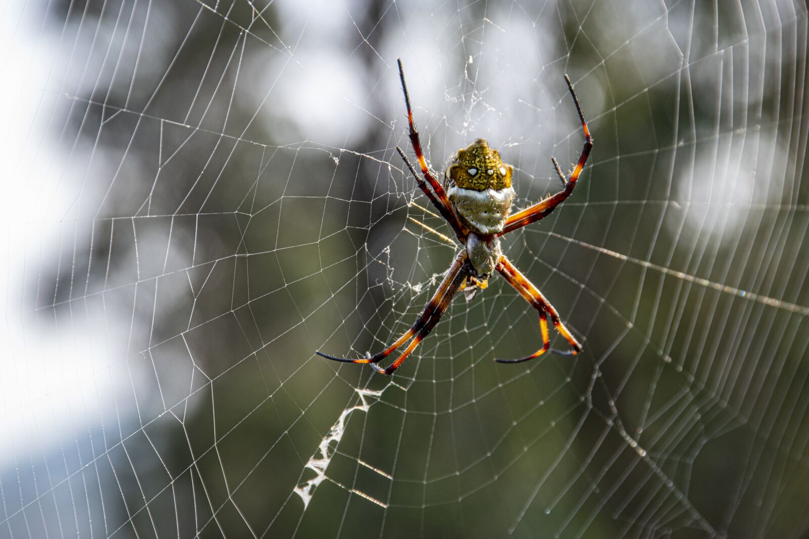 Nikon D5500 sample photo. Spider, nature, garden spider photography