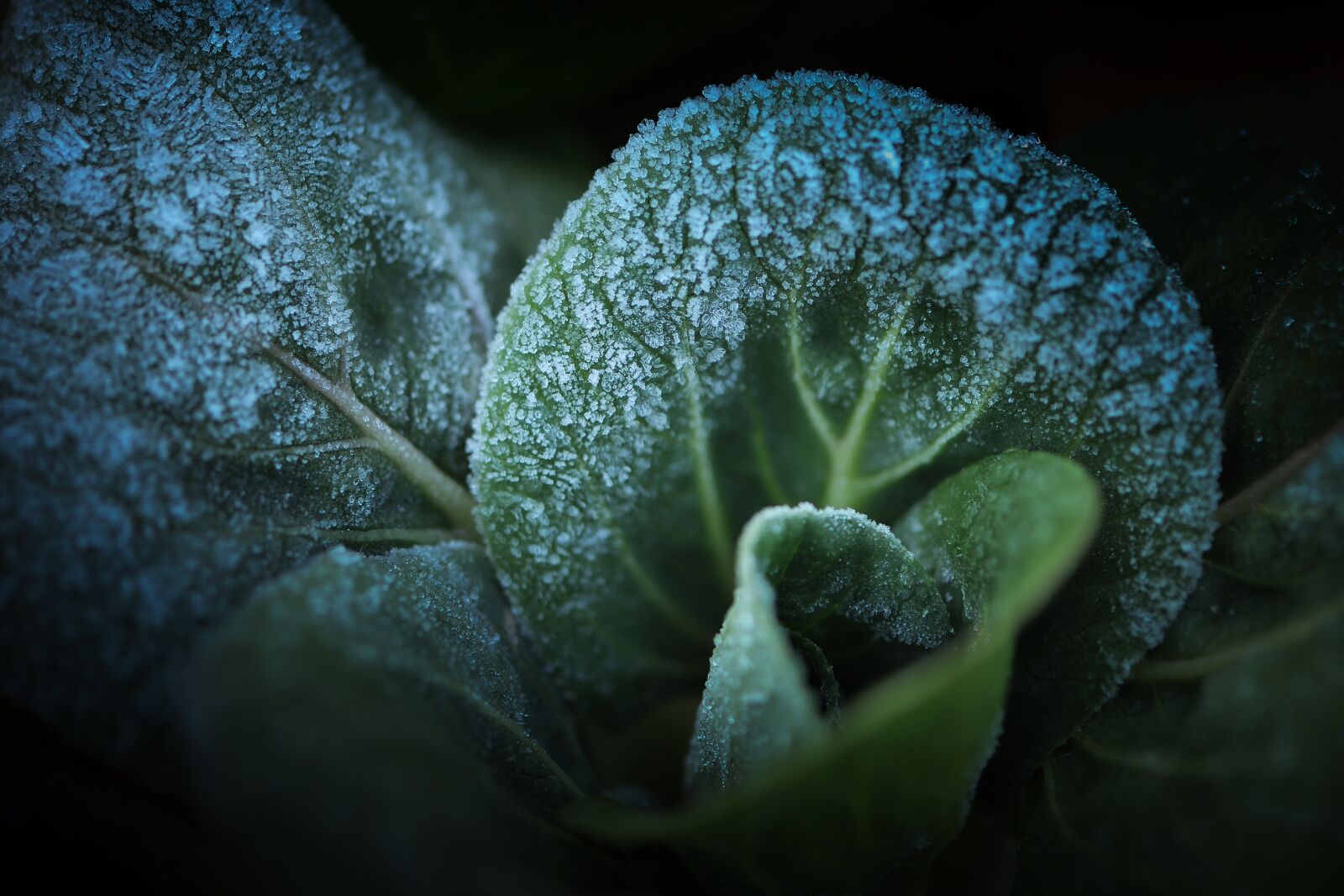 Nikon D700 sample photo. Vegetables, cabbage, frost photography