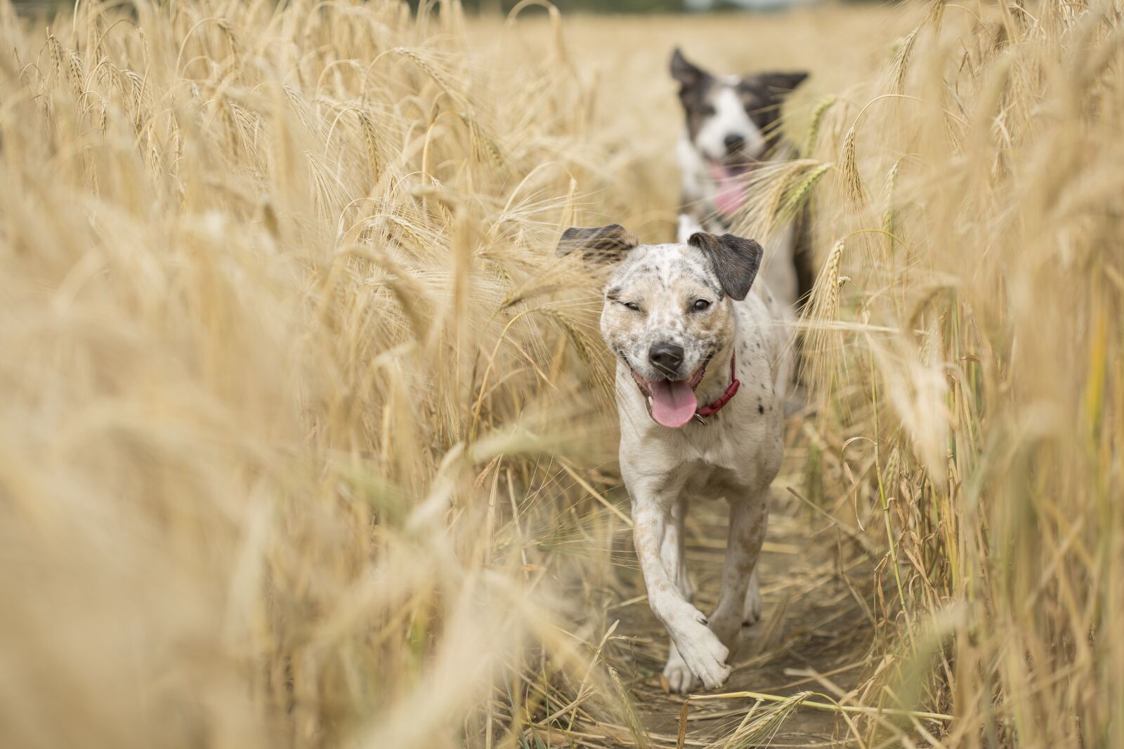 Canon EF 100mm F2.8 Macro USM sample photo. Dogs, running, pet photography