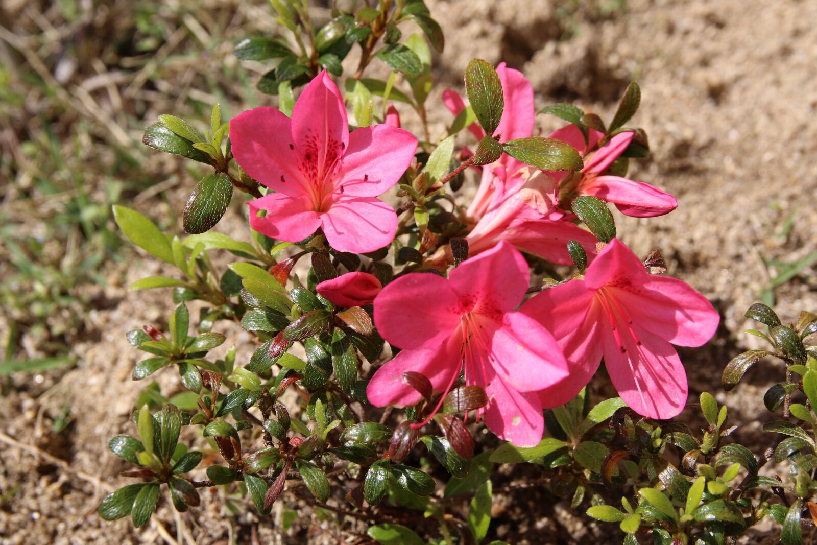 Canon EOS 7D Mark II sample photo. Azalea, azalea flowers, spring photography