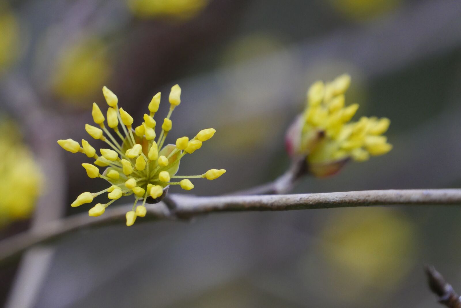 Panasonic Lumix DMC-GH4 sample photo. Spring, flowers, yellow photography