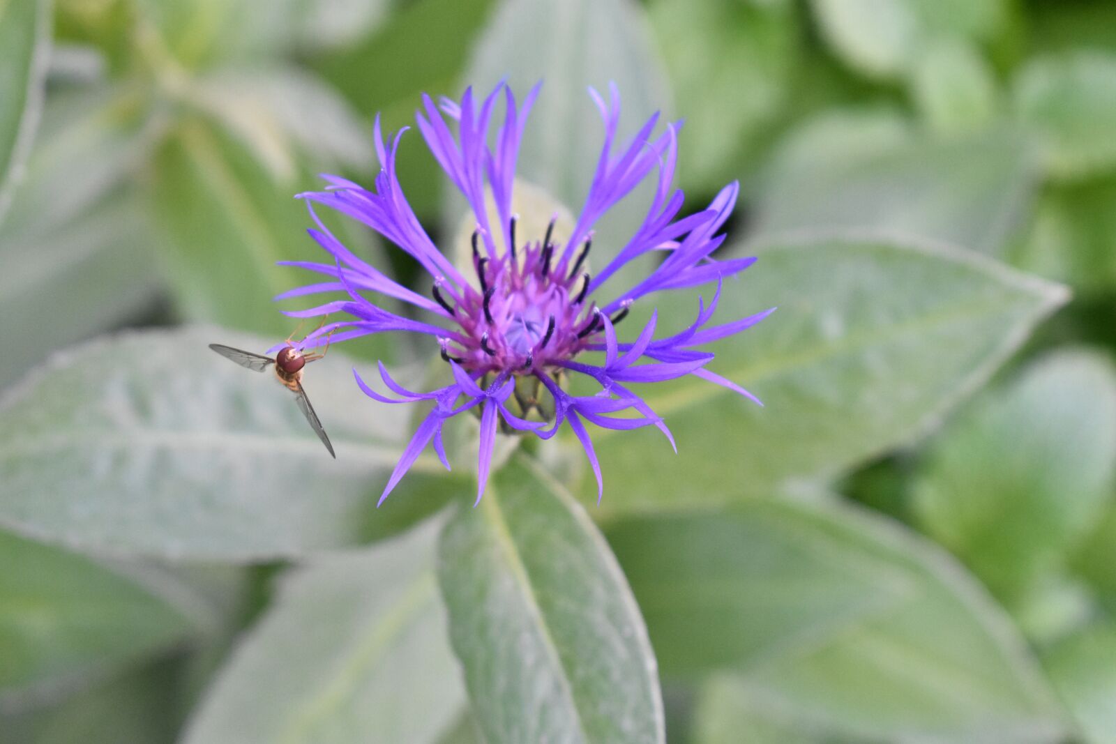 Nikon D3400 sample photo. Insect, flower, pollen photography