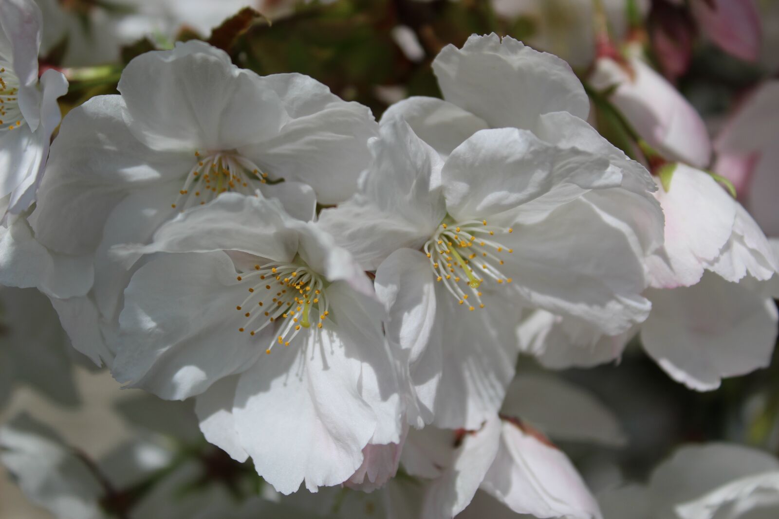 Canon EOS 1300D (EOS Rebel T6 / EOS Kiss X80) sample photo. Cherry, flower, nature photography