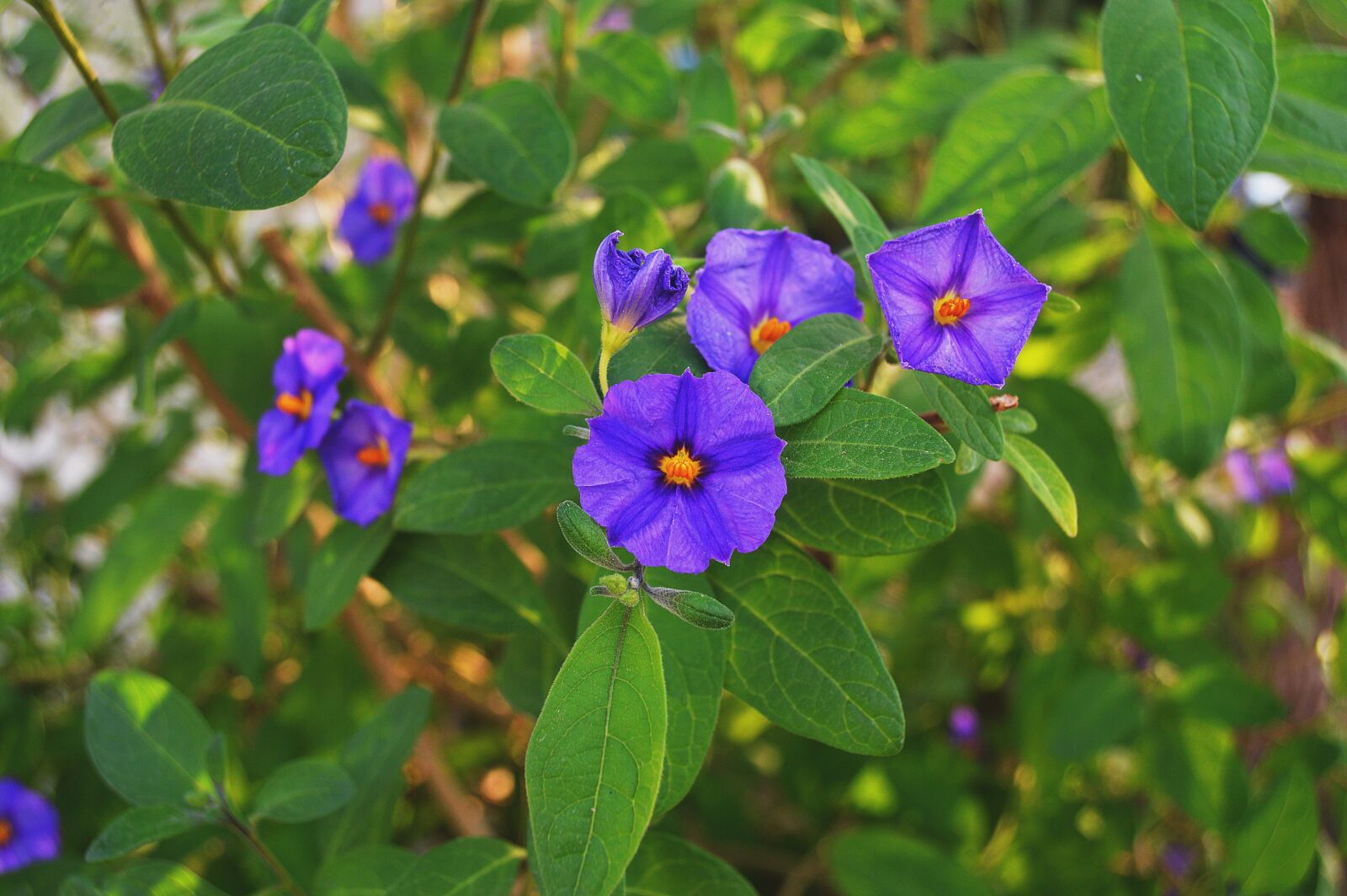 Nikon D3200 sample photo. Flowers lilac, fall flowers photography