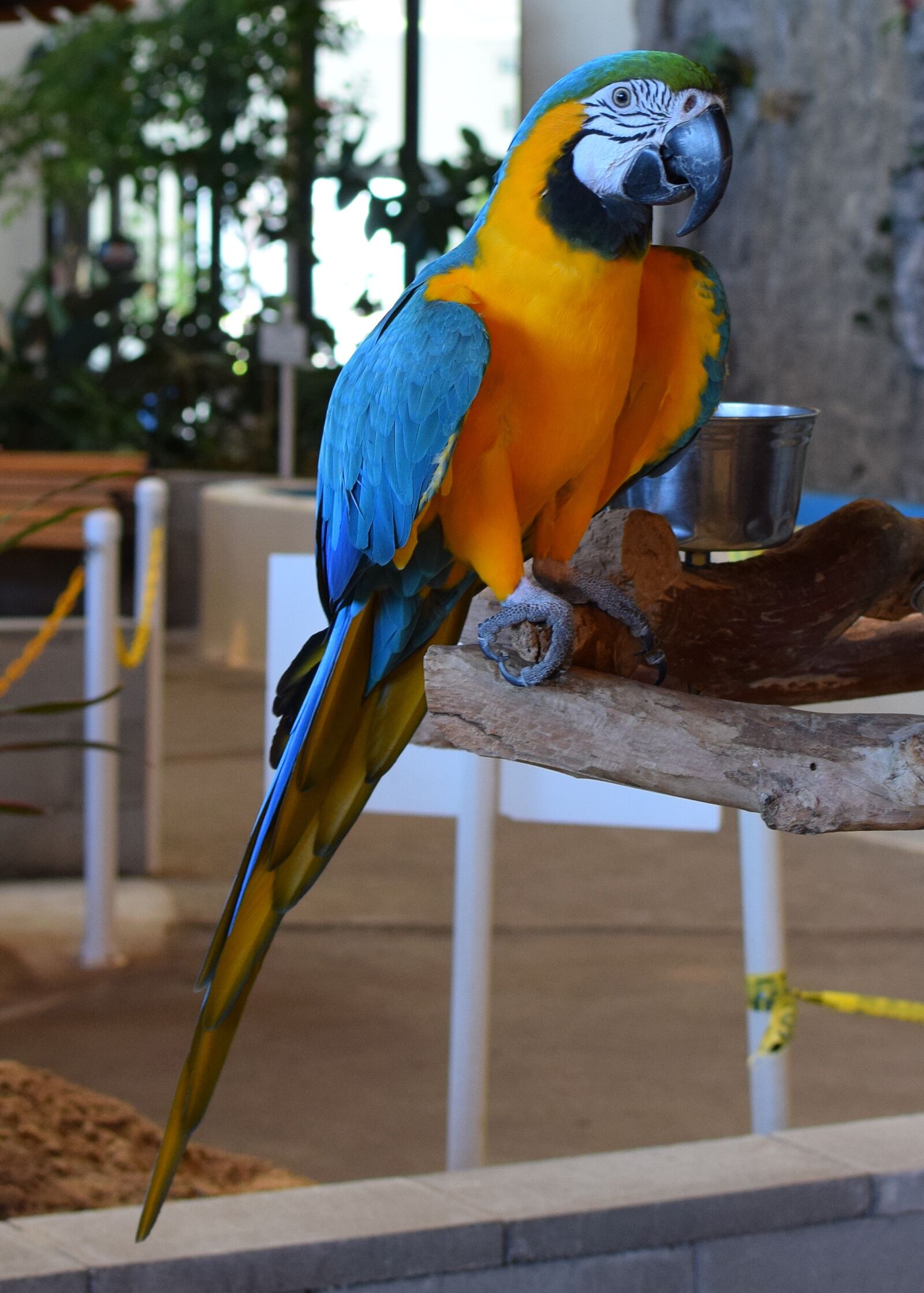 Nikon D3300 sample photo. Macaw, animal exhibit, bird photography