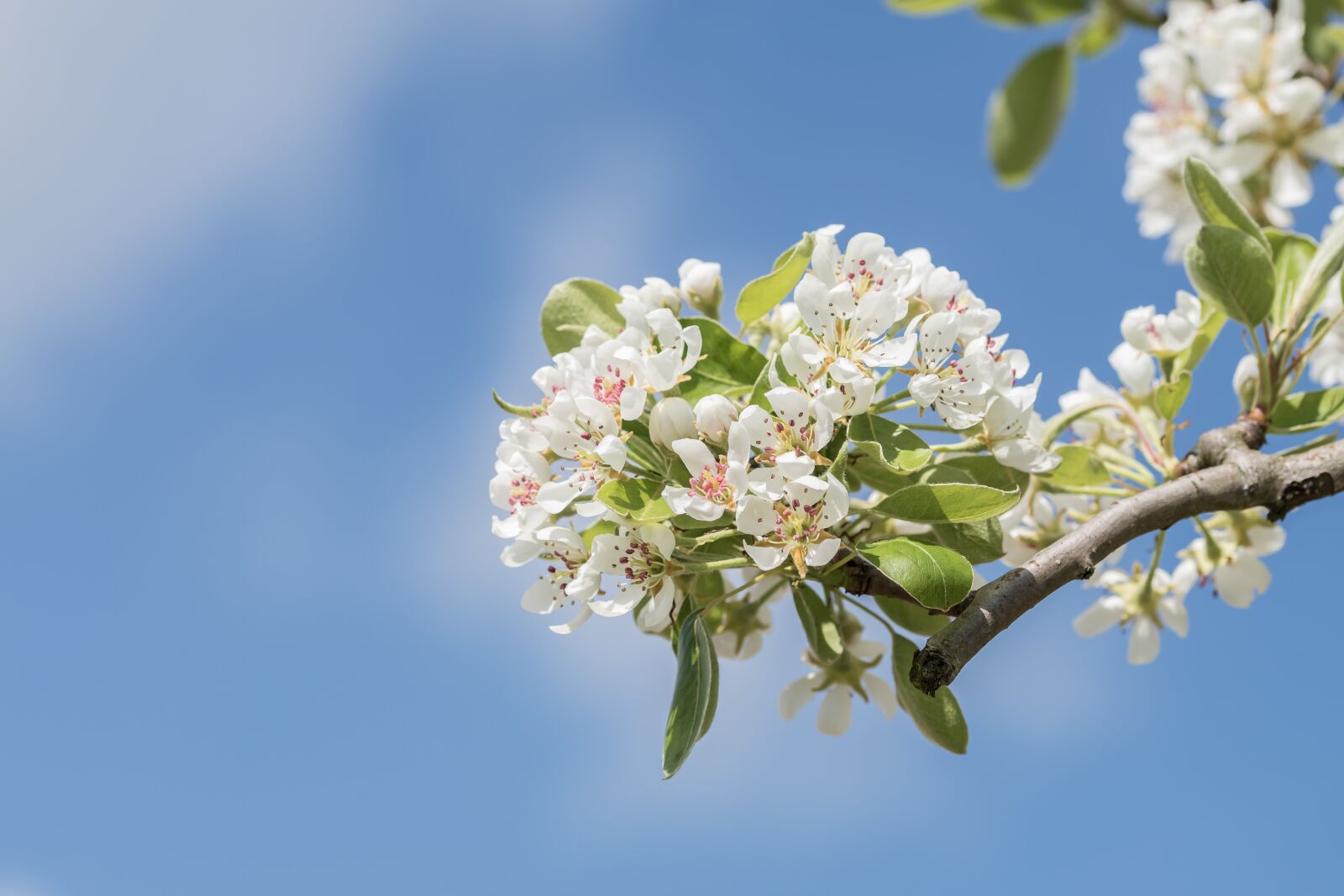 Sony ILCA-77M2 + 105mm F2.8 sample photo. Blossom, plant, nature photography