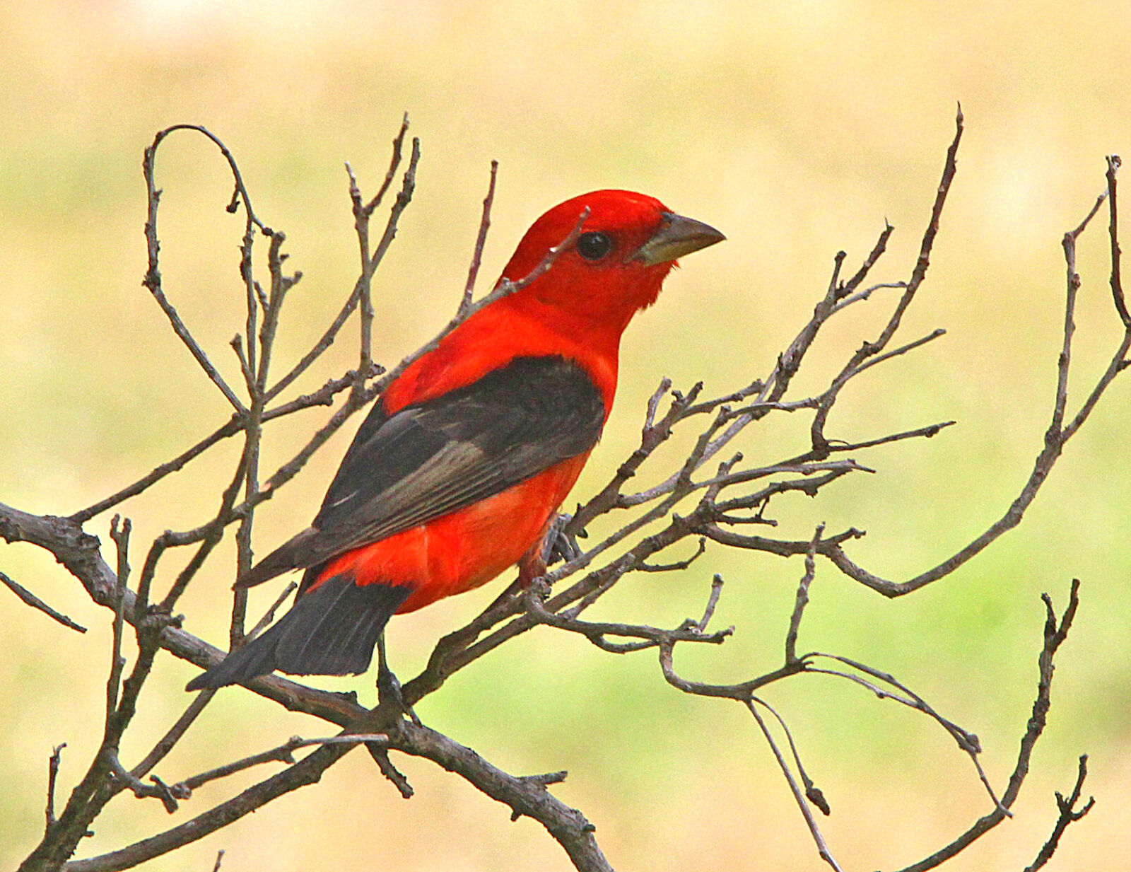 Canon EF 300mm F4L IS USM sample photo