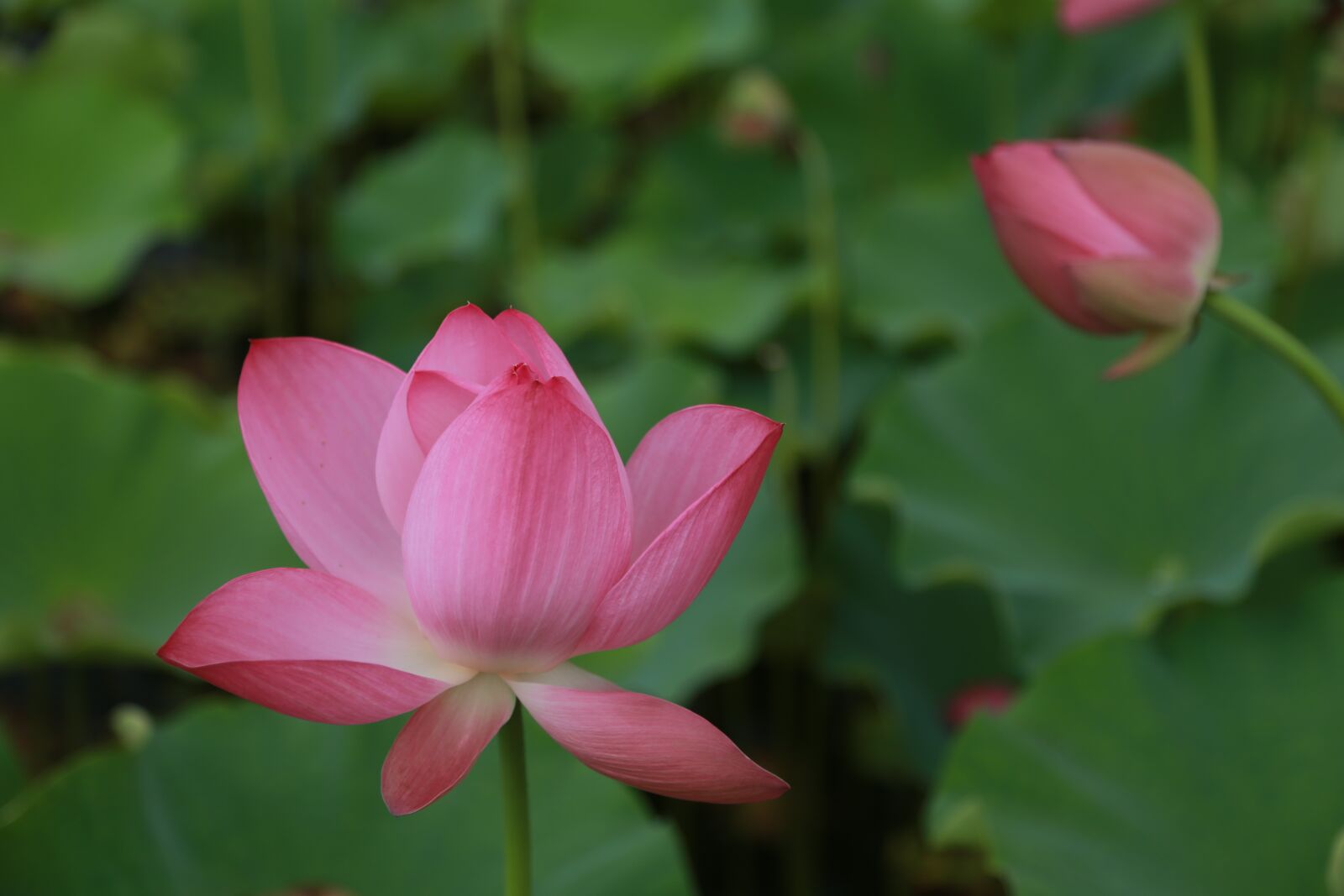 Canon EOS 6D + Canon EF 24-105mm F4L IS USM sample photo. Kite, lotus, water lilies photography