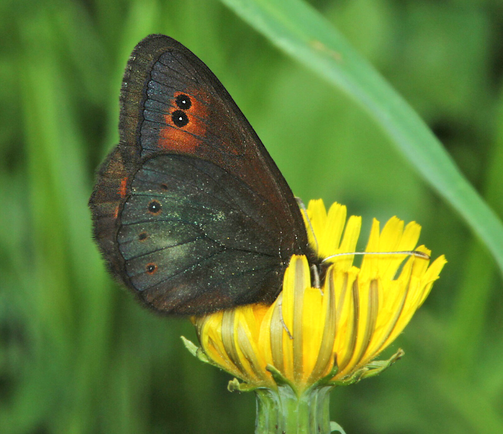 Canon EF 300mm F4L IS USM sample photo