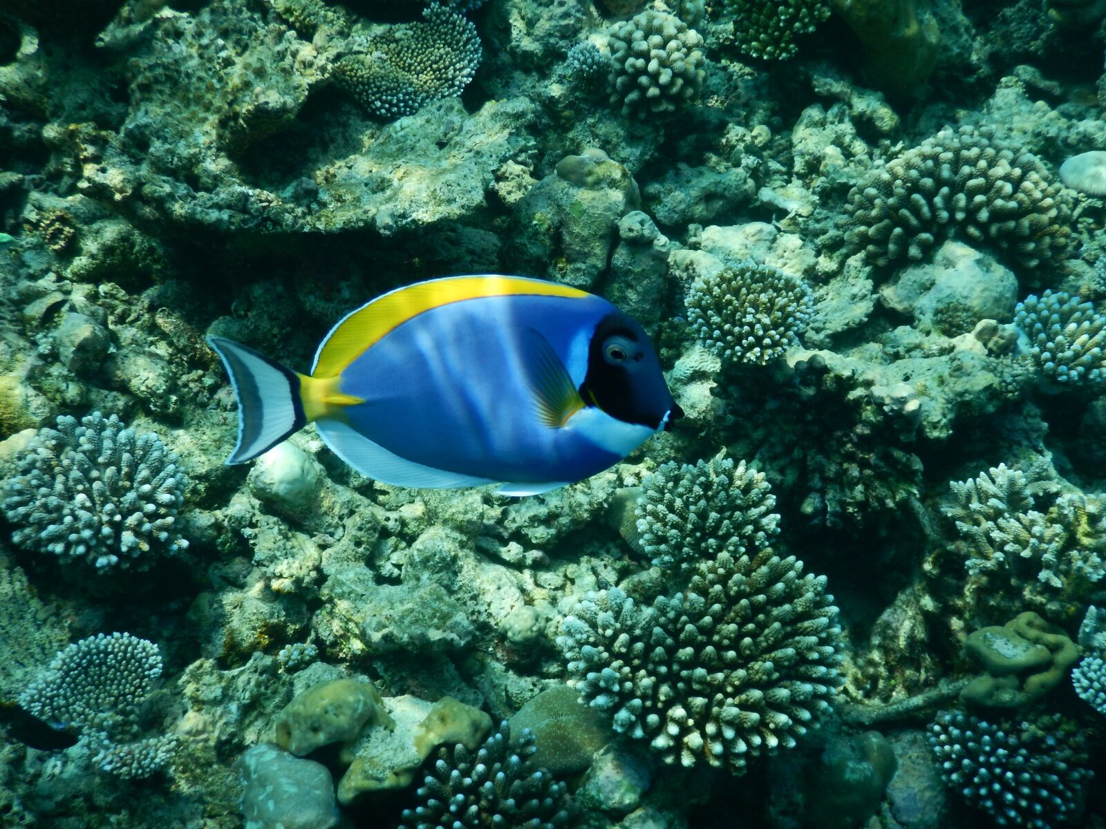 Nikon Coolpix AW120 sample photo. Fish, sea, underwater photography
