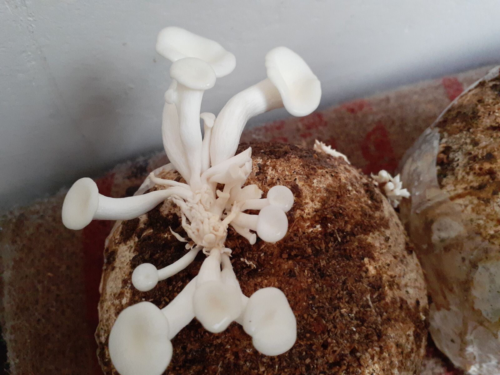 Samsung Galaxy A20 sample photo. Mushroom, cultivation, fresh photography