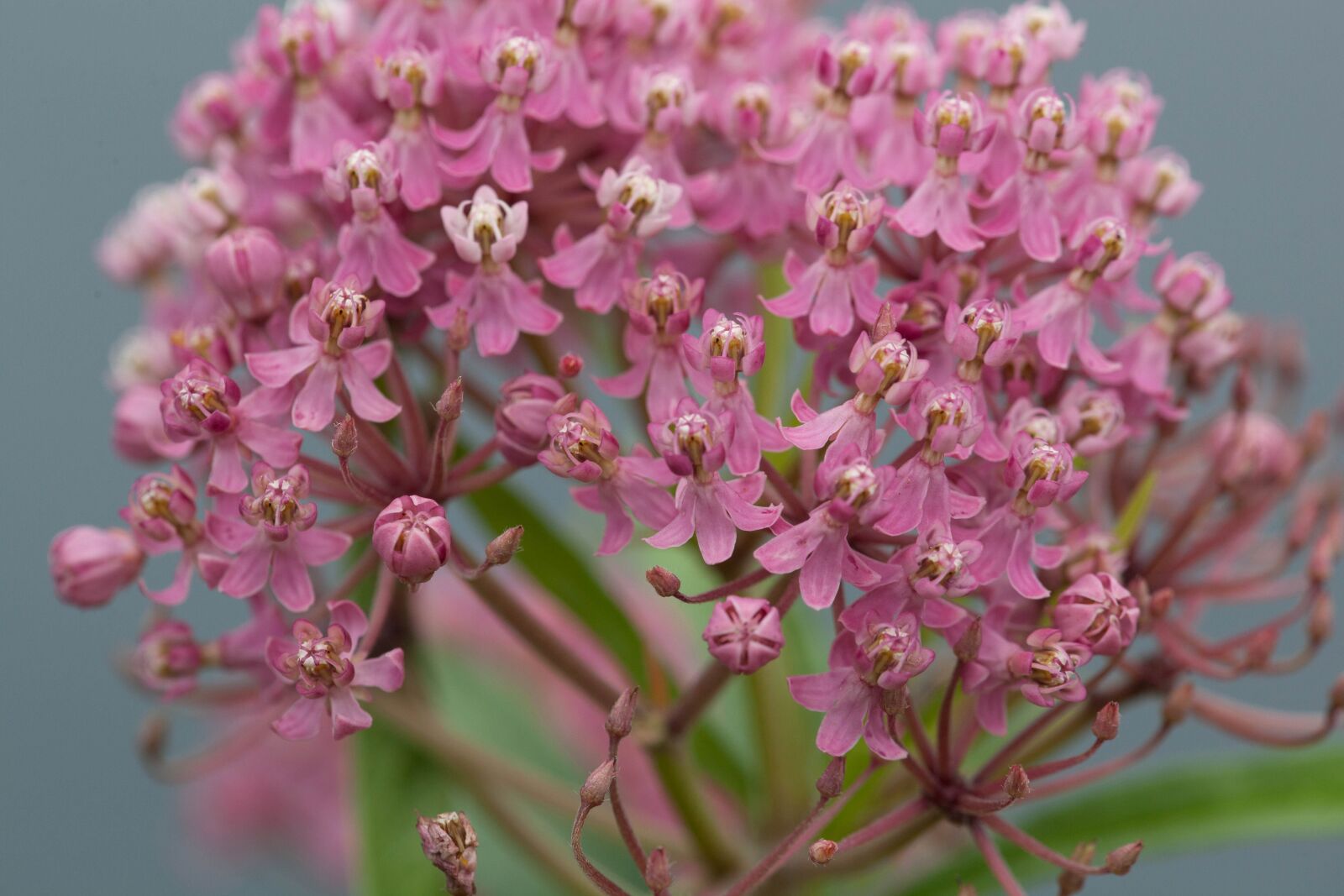 Canon EOS 5D Mark II sample photo. Pinkish, bloom, swamp, milkweed photography