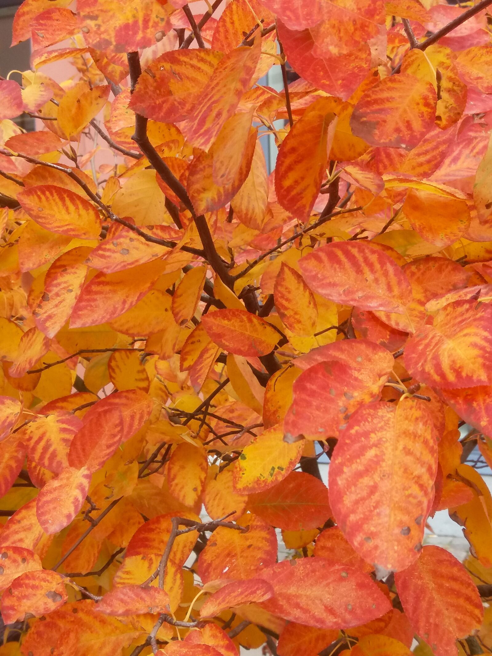 Samsung SM-J500FN sample photo. Autumn leaves, autumn, leaves photography