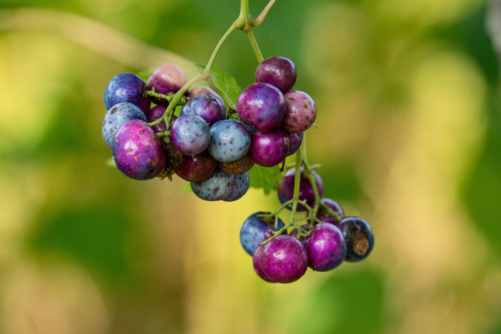 Sony SLT-A77 sample photo. Fruit, color, nature photography