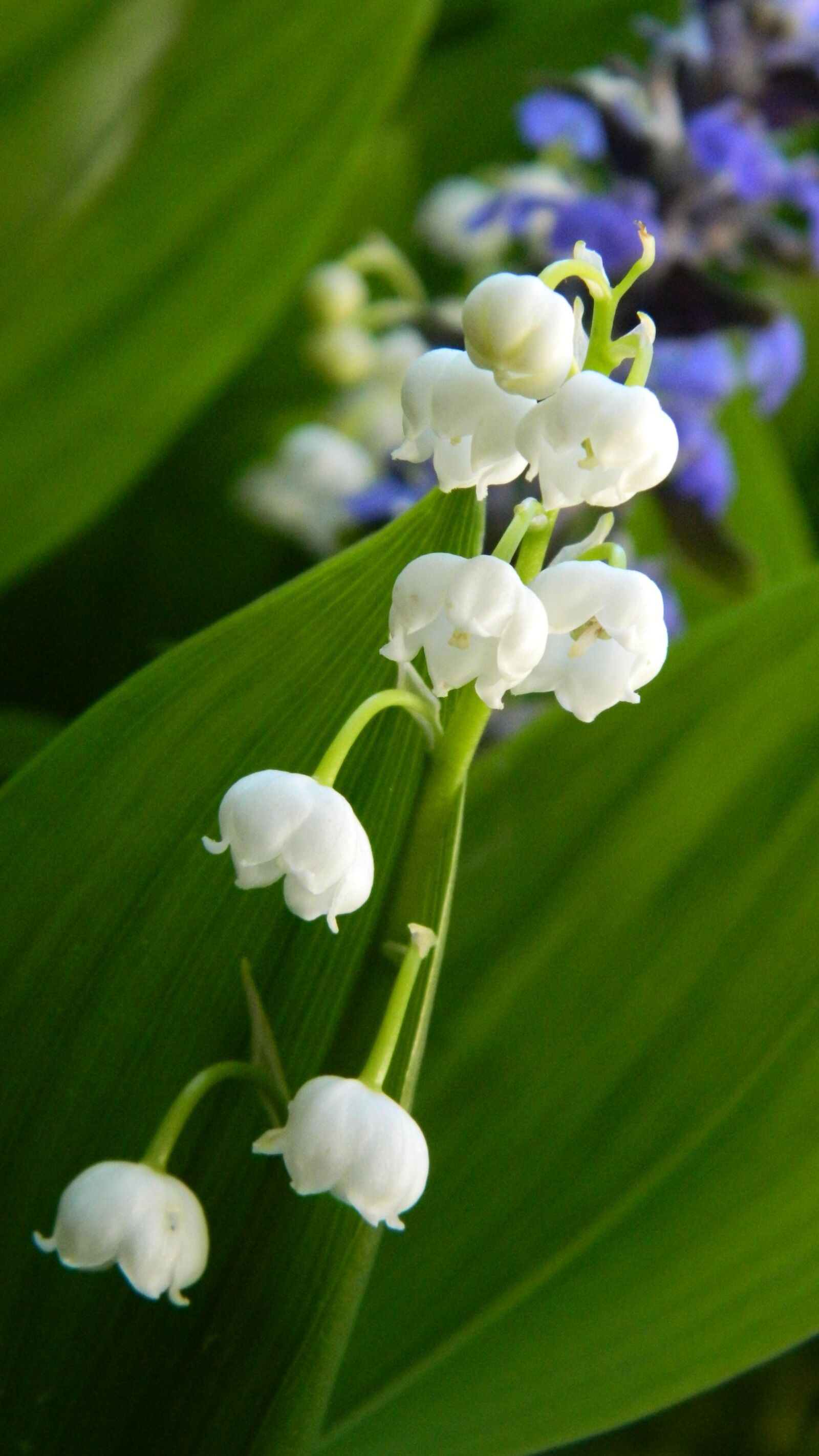 Nikon Coolpix L120 sample photo. Lily of the valley photography