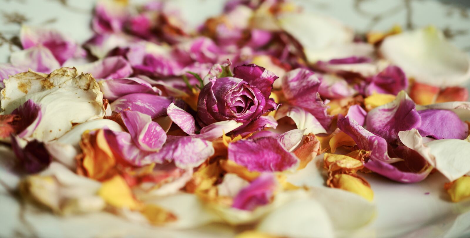 Nikon D5200 sample photo. Rose petals, roses, fragrance photography