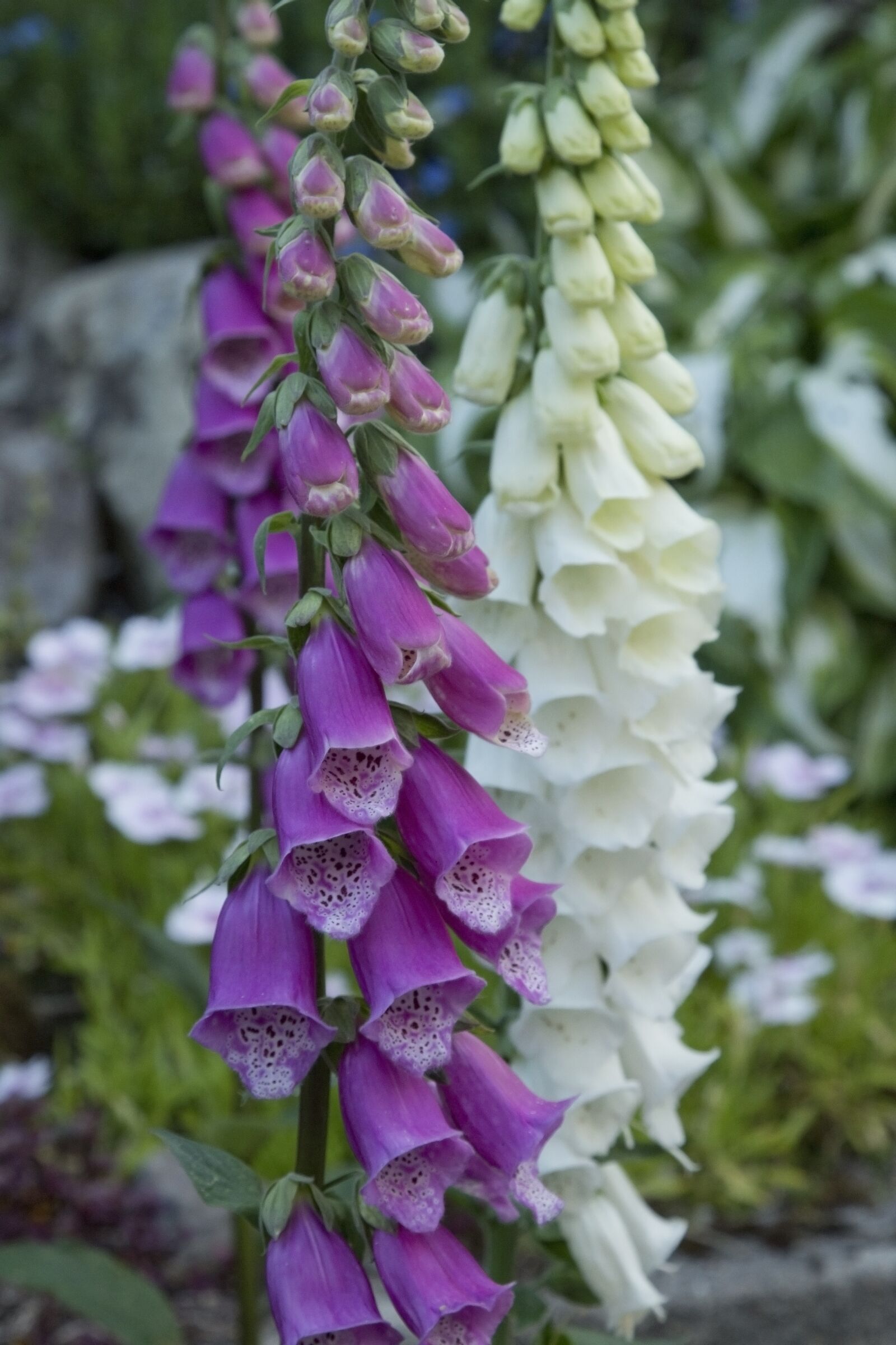 Canon EOS 1300D (EOS Rebel T6 / EOS Kiss X80) sample photo. Foxglove, foxgloves, flower photography
