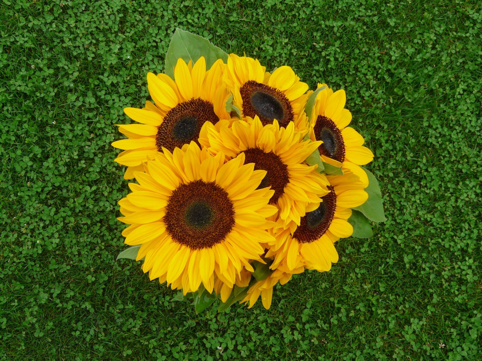 Panasonic DMC-FZ18 sample photo. Sunflowers, bouquet, yellow photography