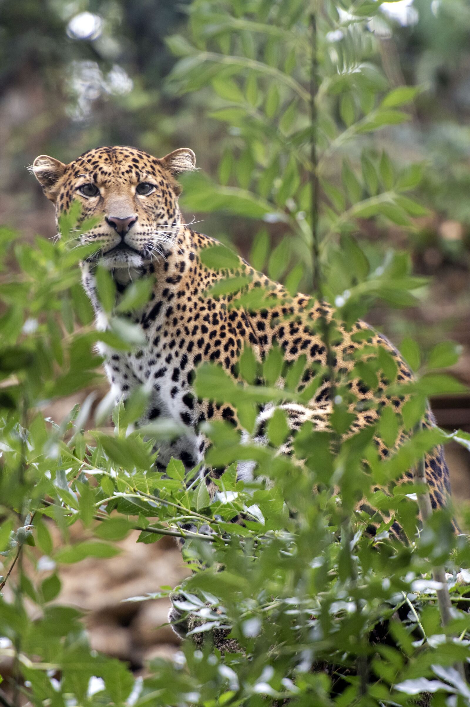 Nikon D850 sample photo. Panther, feline, predator photography
