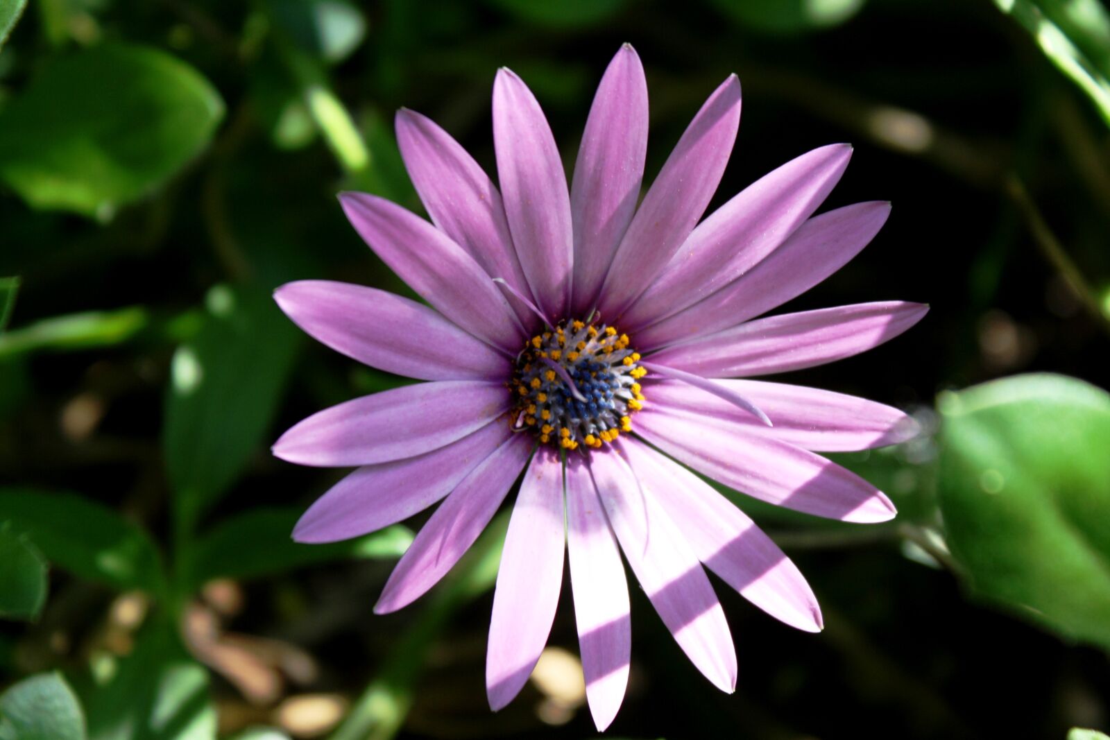 Canon EOS 1000D (EOS Digital Rebel XS / EOS Kiss F) sample photo. Flower, garden, petals photography