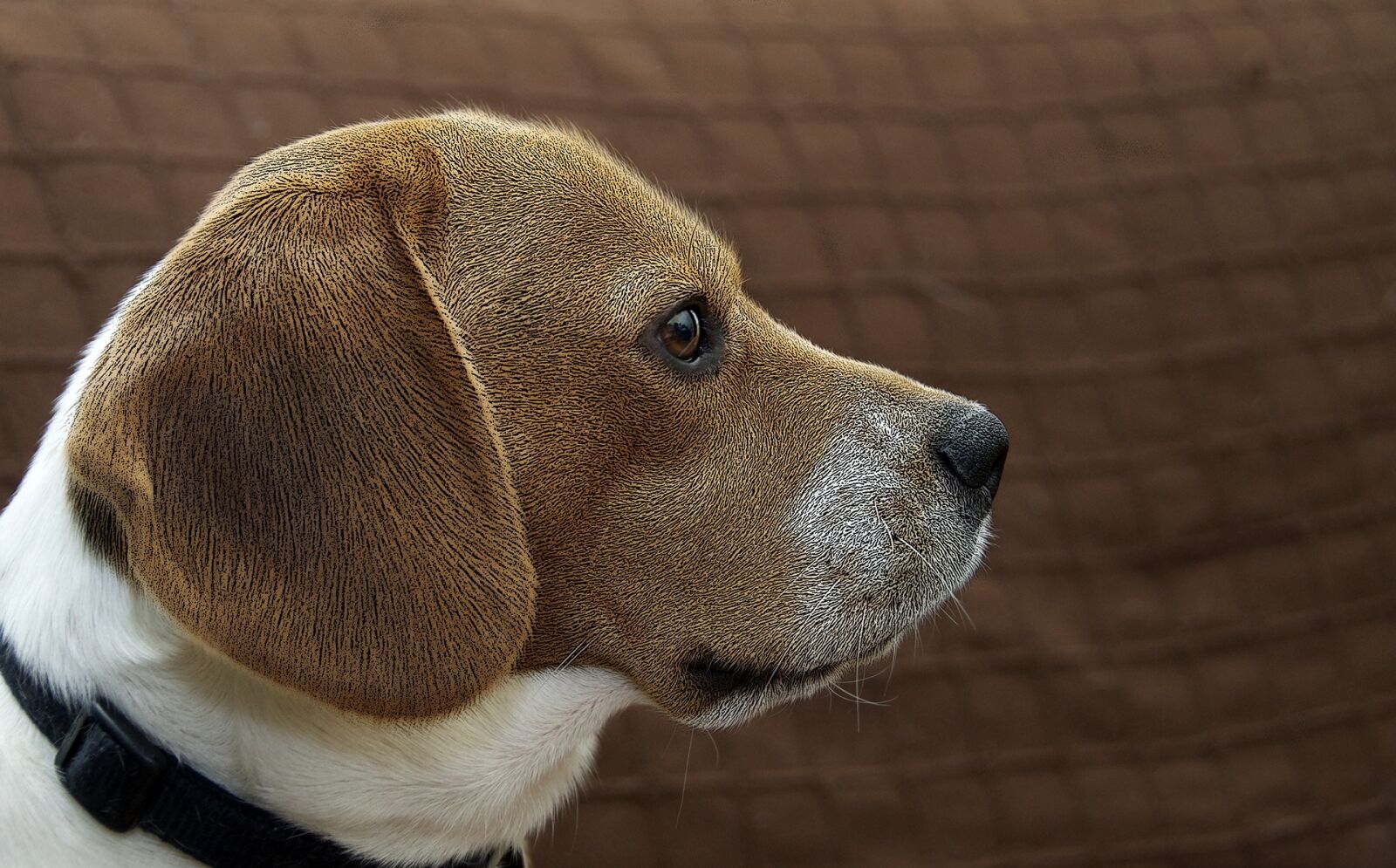 Nikon D90 sample photo. Dog, race, animal photography