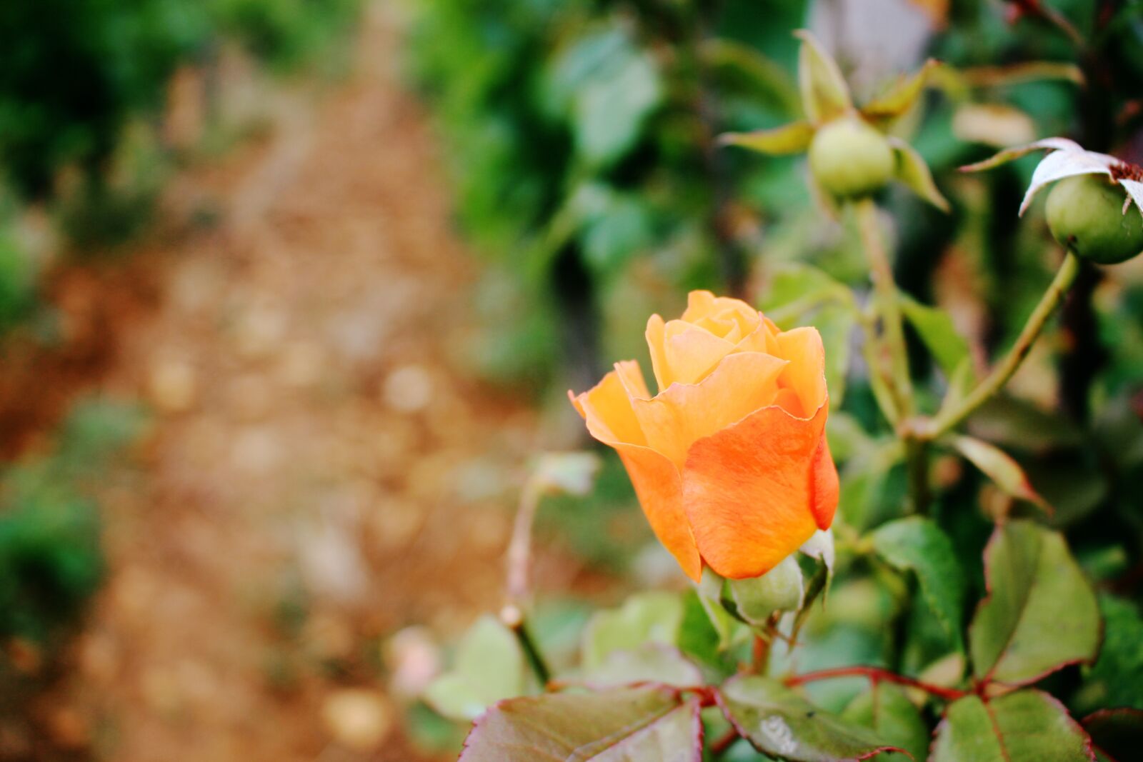 Canon EOS 700D (EOS Rebel T5i / EOS Kiss X7i) sample photo. Rose, flower, orange photography