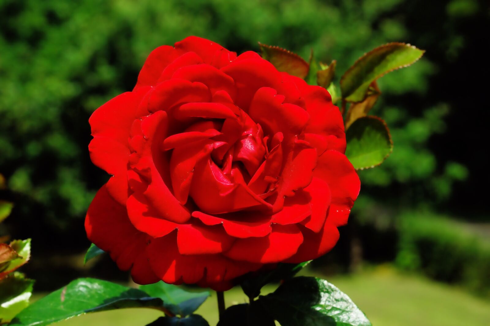 MACRO 50mm F2.8 sample photo. Rose, red rose, blossom photography