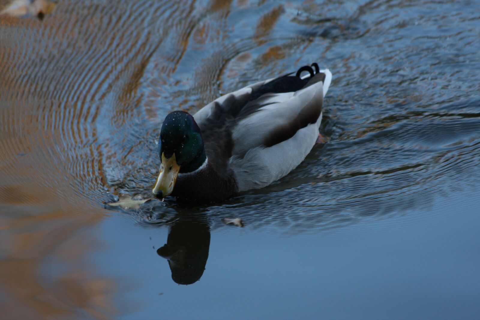 Canon EOS 40D sample photo. Duck, drake, bird photography